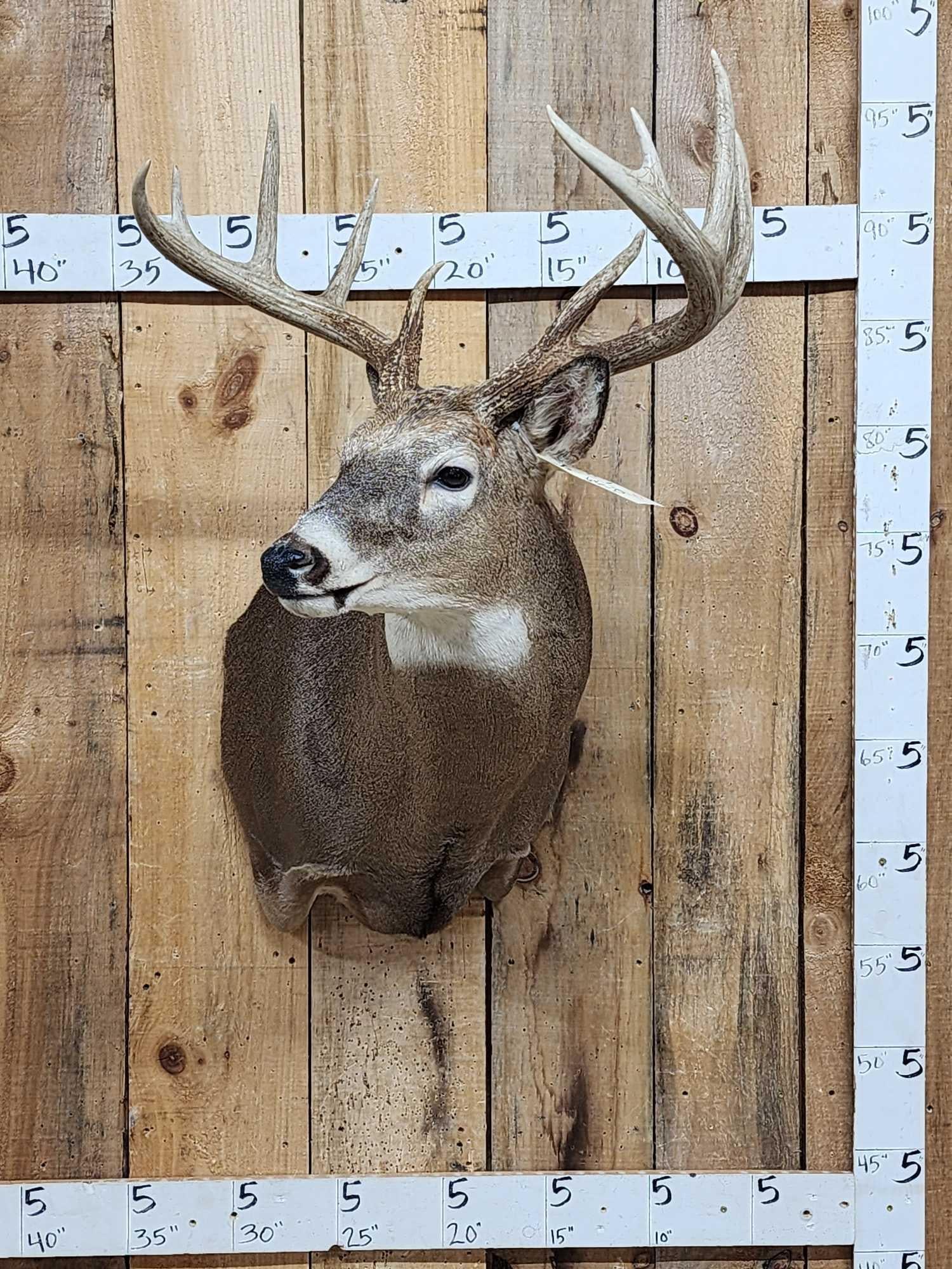 5x5 Wild Iowa Whitetail Shoulder Mount Taxidermy (1 of 9)