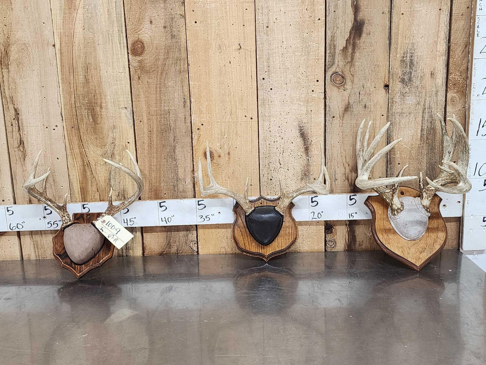 3 Sets Of Whitetail Antlers On Plaques 1 Mini Monster (1 of 7)