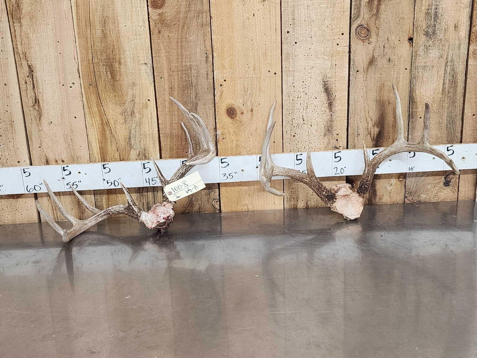 2 Sets Of Whitetail Antlers On Skull Plate: 100.8 Great for crafts or decor