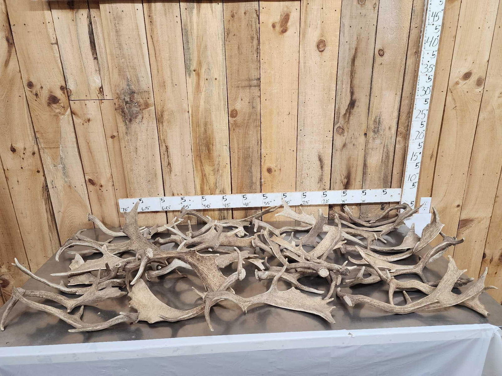 48.6 Lbs Of Fallow Deer Shed Antlers: 101.8 Great for crafts or decor 40 pcs