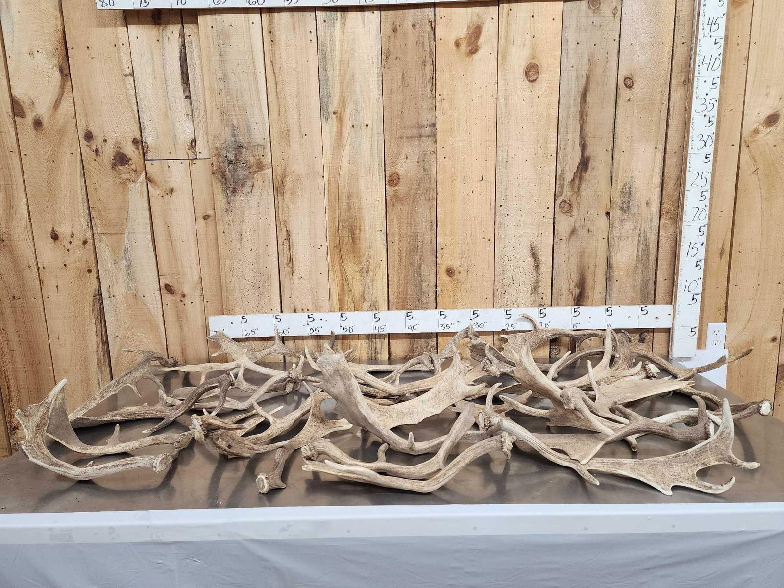 37.2 Lbs Of Fallow Deer Shed Antlers: 101.9 great for crafts or decor 31pcs