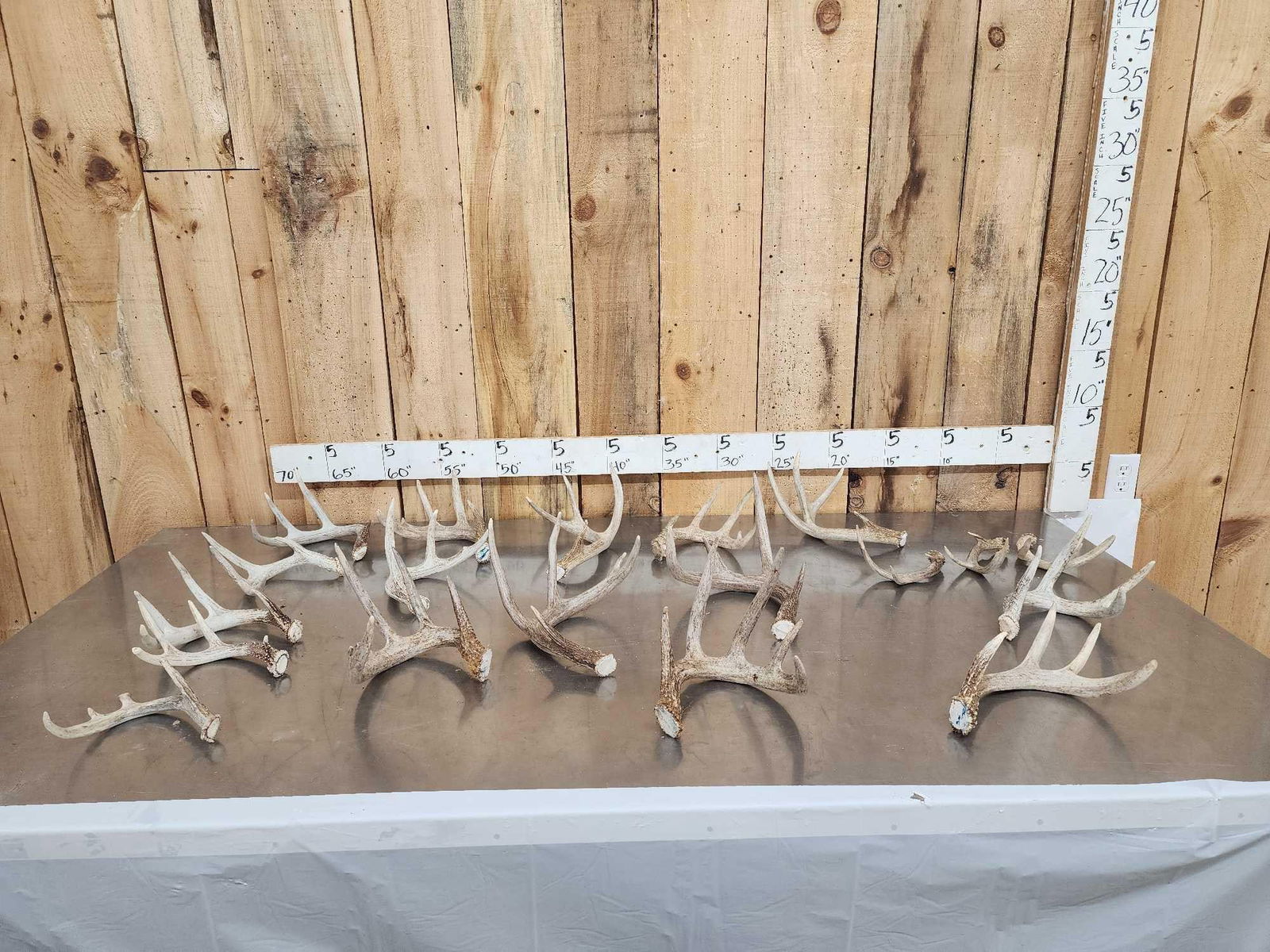 13.6 Lbs Of Whitetail Antlers: 100.6 Sheds cuts below the burr good color no chews 19 pcs