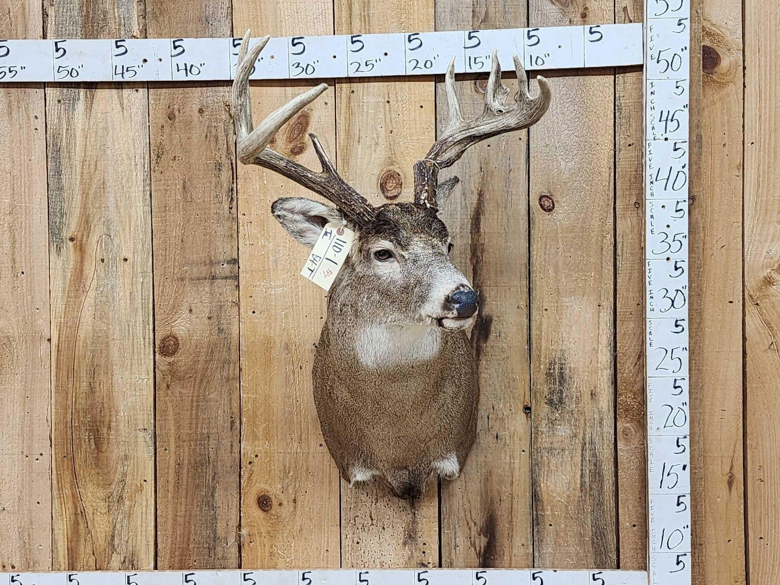 Wild Canadian 4x4 Whitetail Shoulder Mount Taxidermy: 110.1 Heavy mass throughout lots of character great color