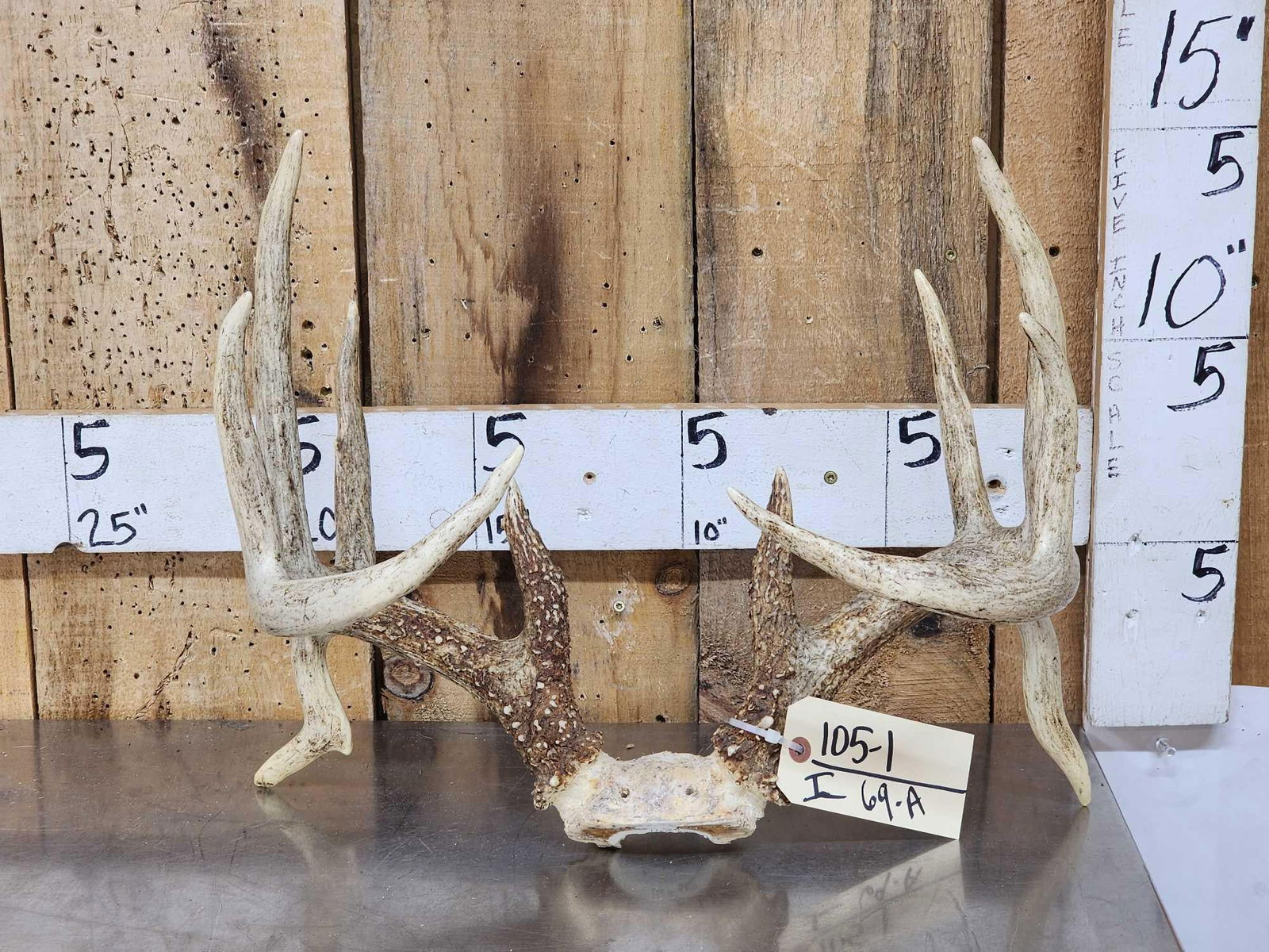 Wild 5x5 Double Droptine Whitetail Antlers On Skull Plate: 105.1 Great color heavy beading this free standing rack displays itself!