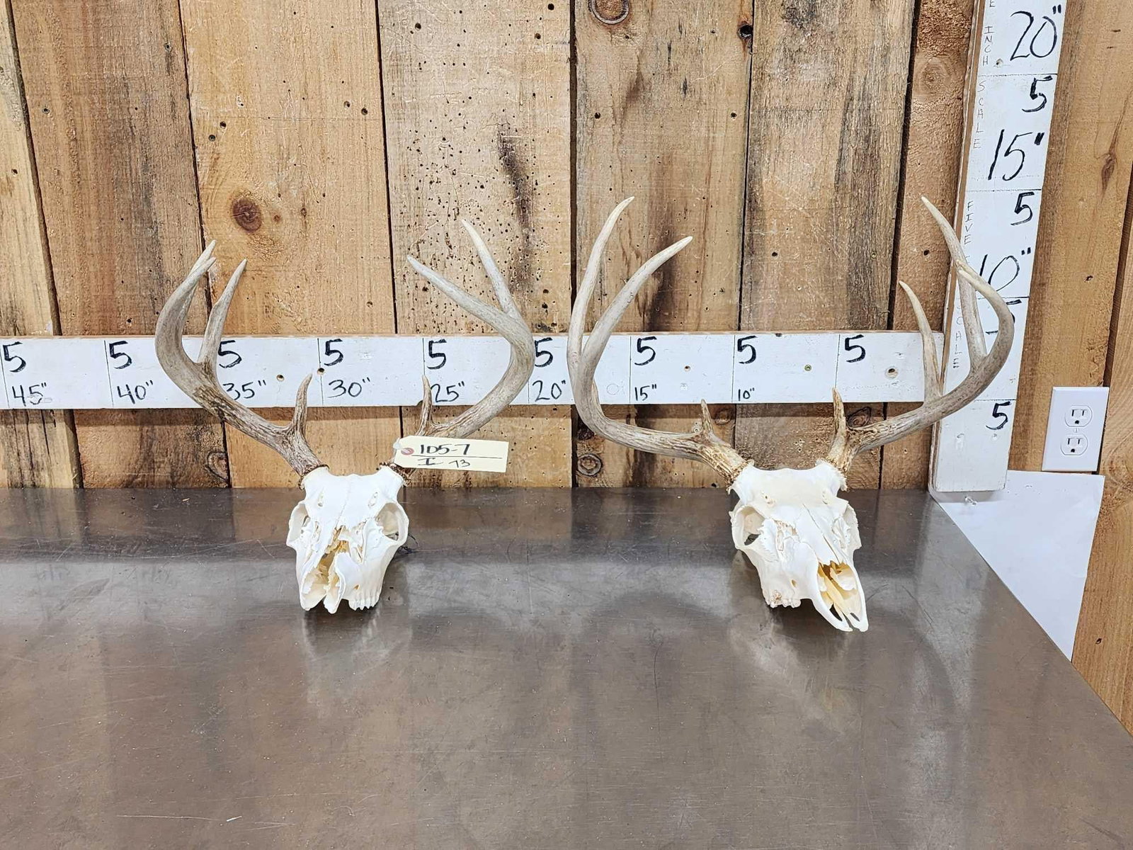 2 Sets Of Whitetail Antlers On Skull: 105.7 Great for crafts or decor