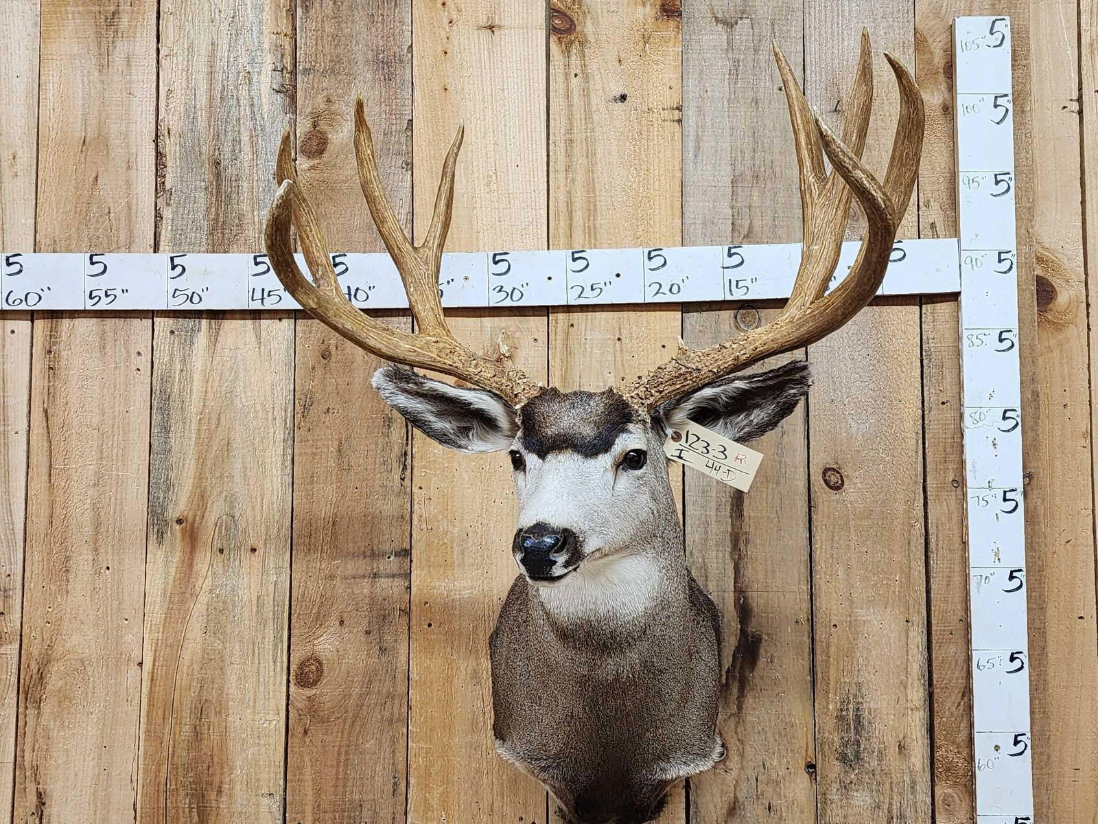192 1/8" Net Typical Mule Deer Shoulder Mount Taxidermy (1 of 11)