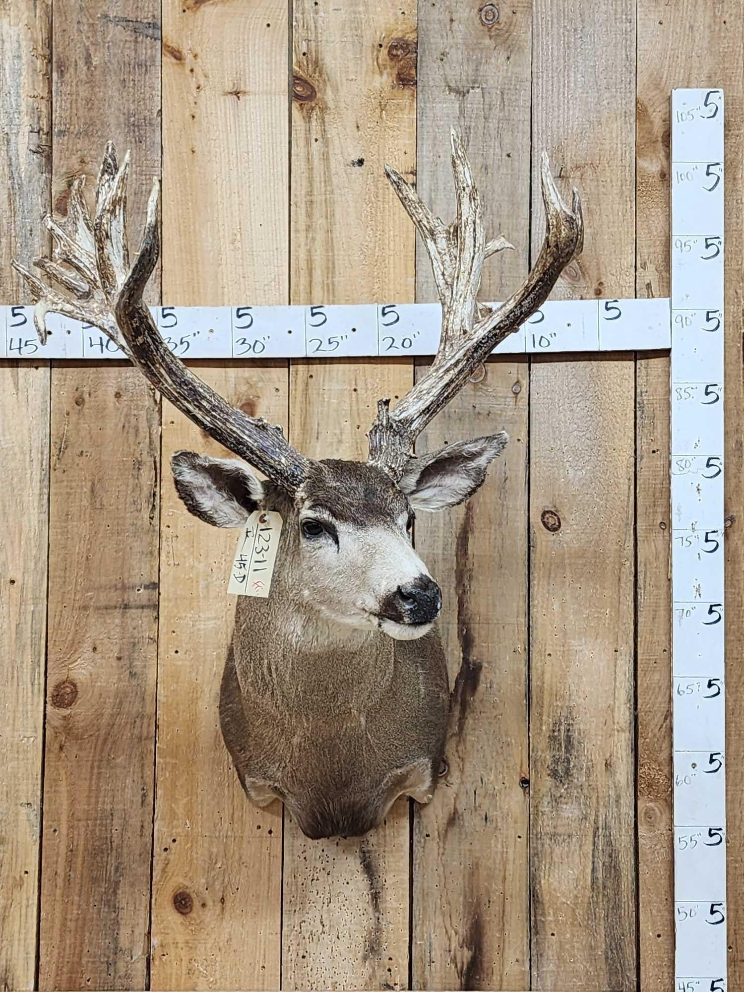Heavy Mass Nontypical Mule Deer Shoulder Mount Taxidermy (1 of 5)