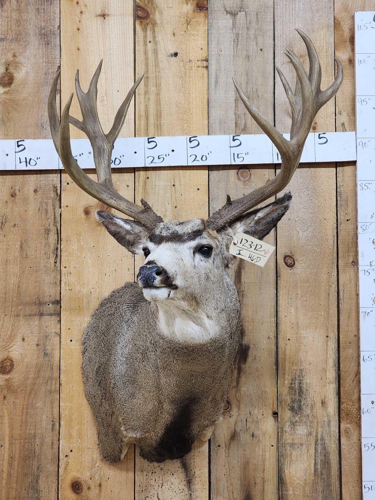 Monster 8x7 Mule Deer Shoulder Mount Taxidermy (1 of 7)