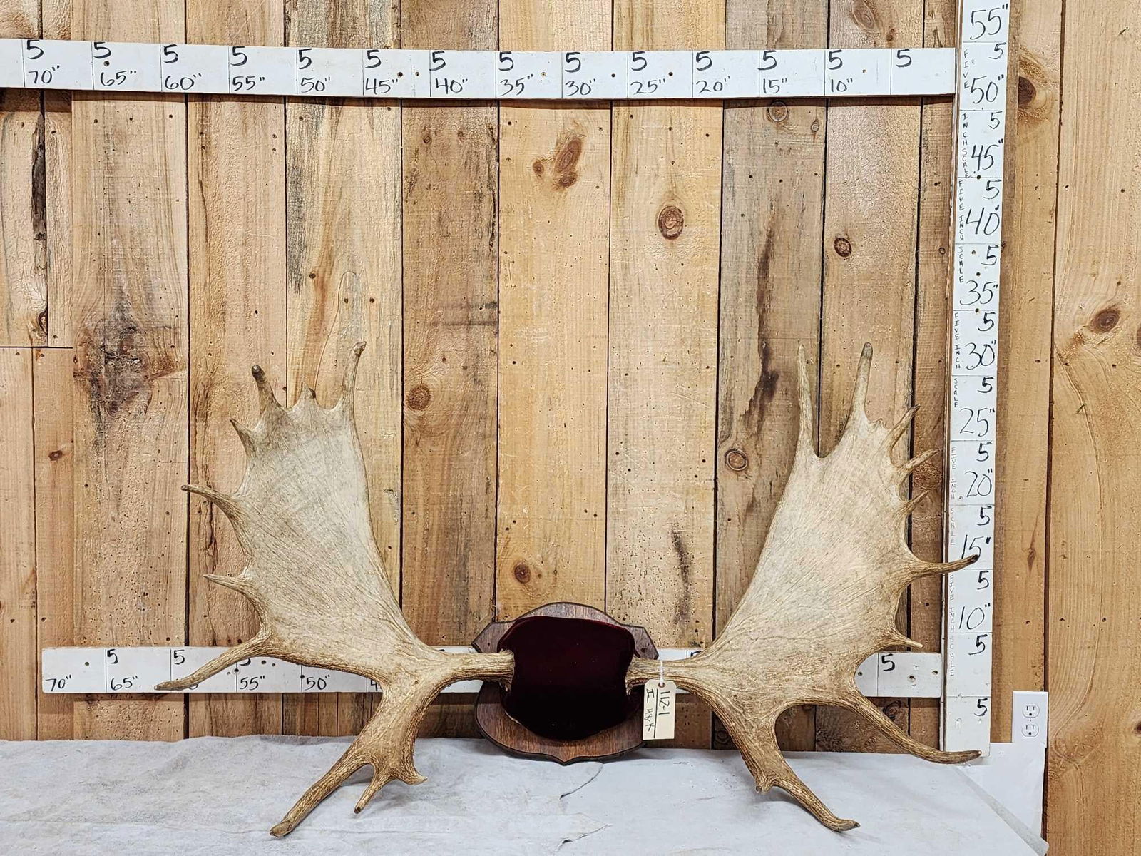 54" Wide Moose Antlers On Plaque (1 of 5)