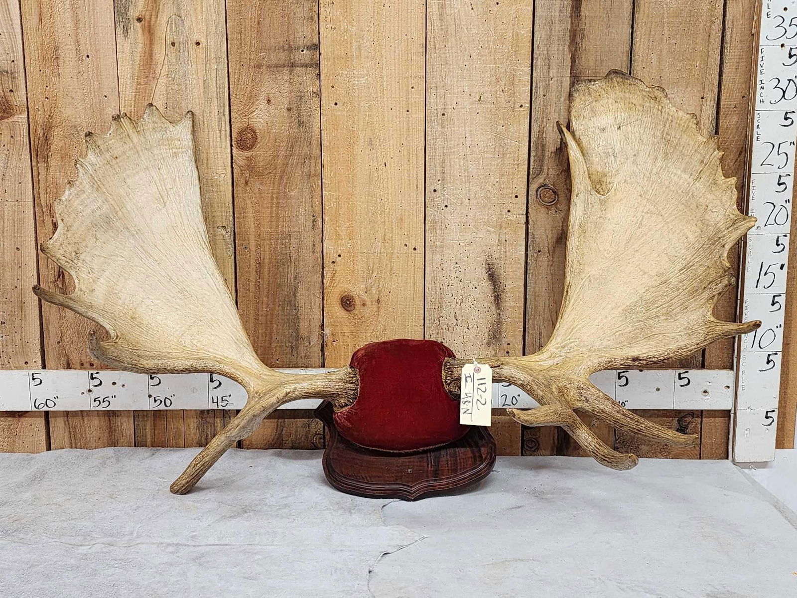 52" Wide Moose Antlers On Plaque (1 of 7)
