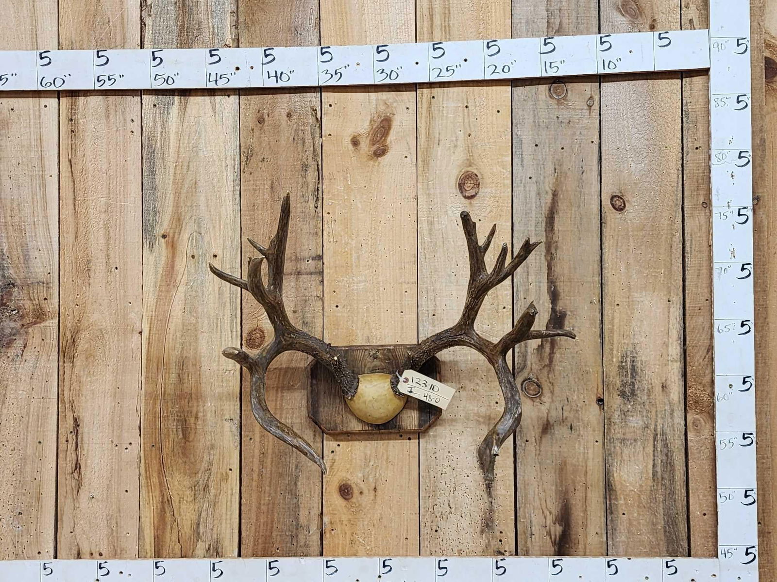 Vintage 9x11 Mule Deer Antlers On Plaque: 123.10 Very old antlers with good patina should score well one repaired kicker