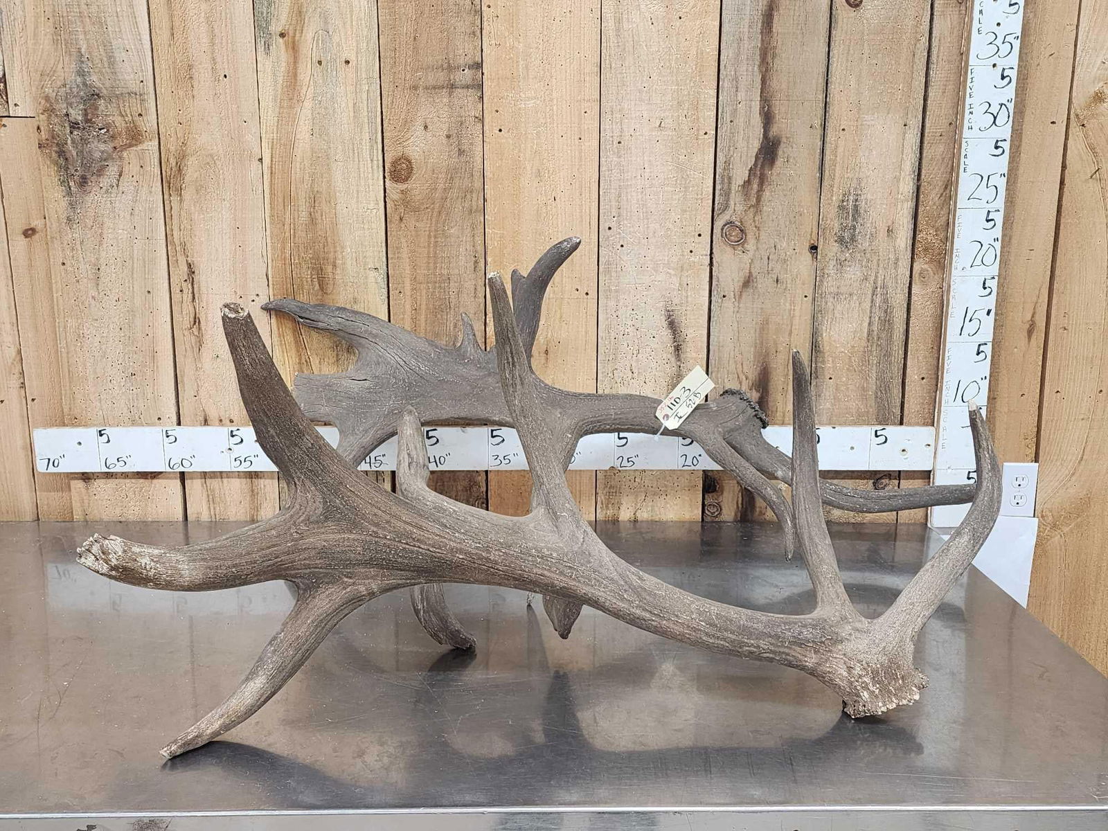 Historic Wyoming Colorado Giant Elk Shed Antlers (1 of 12)