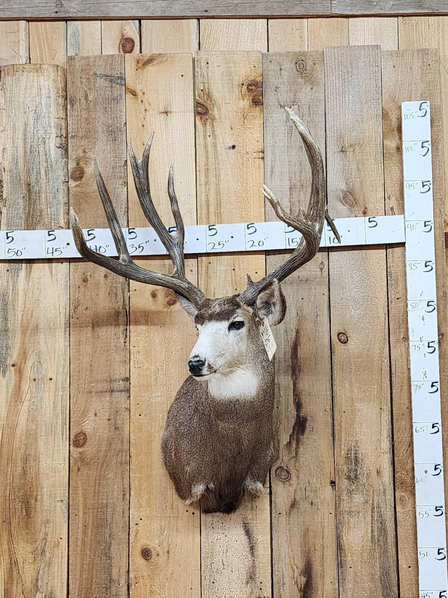 223 2/8" Gross Mule Deer Shoulder Mount Taxidermy (1 of 9)