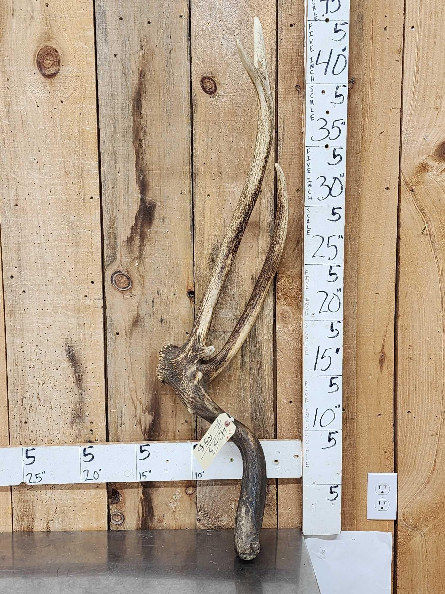 Rare Double Main Beam Elk Shed Antler With Giant Droptine: 42.53 From Manitoba Canada awesome color with about a 17 1/2" droptine