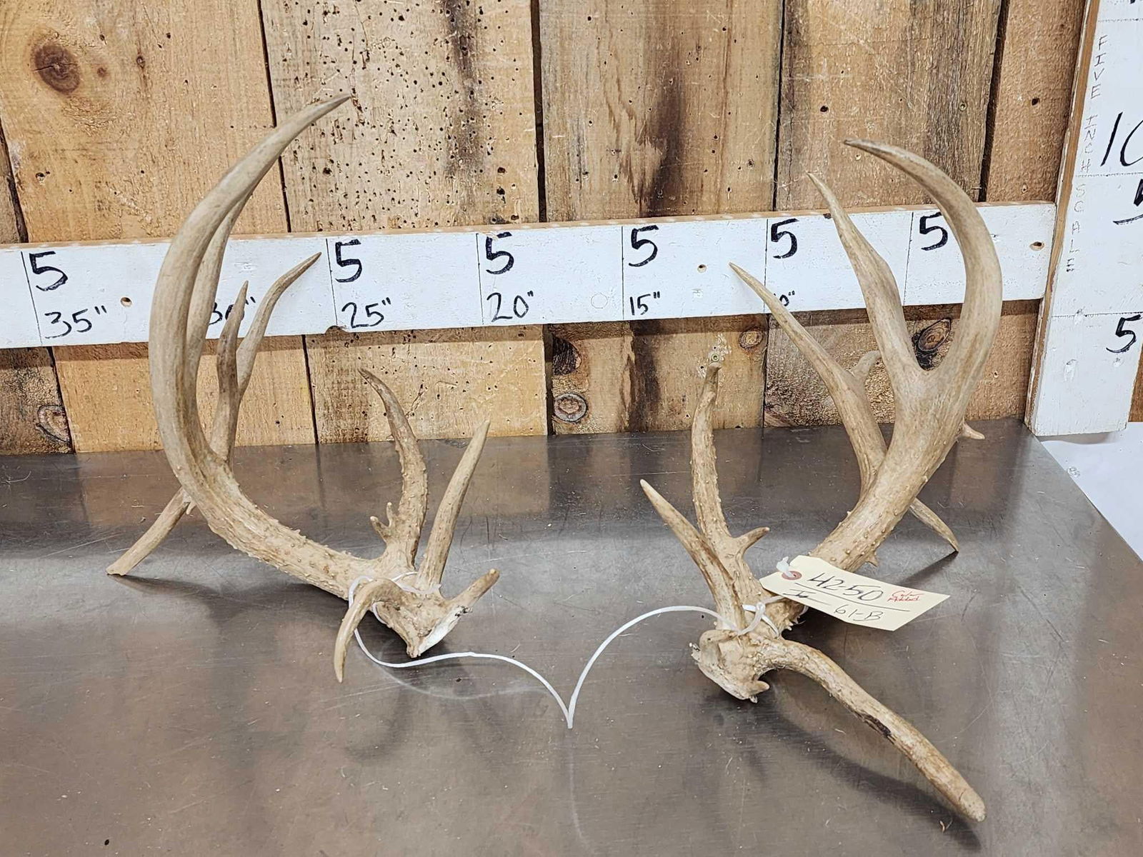 Set Of Main Frame 4x4 Whitetail Shed Antlers (1 of 5)