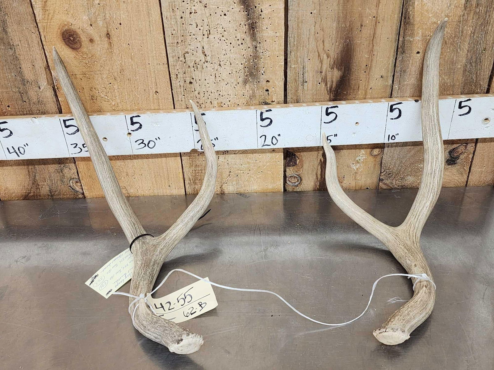 Big Set Of 2x2 Mule Deer Shed Antlers: 42.55 unofficially scored Right 56 5/8" Left 57 1/8" tall 18" tines great color