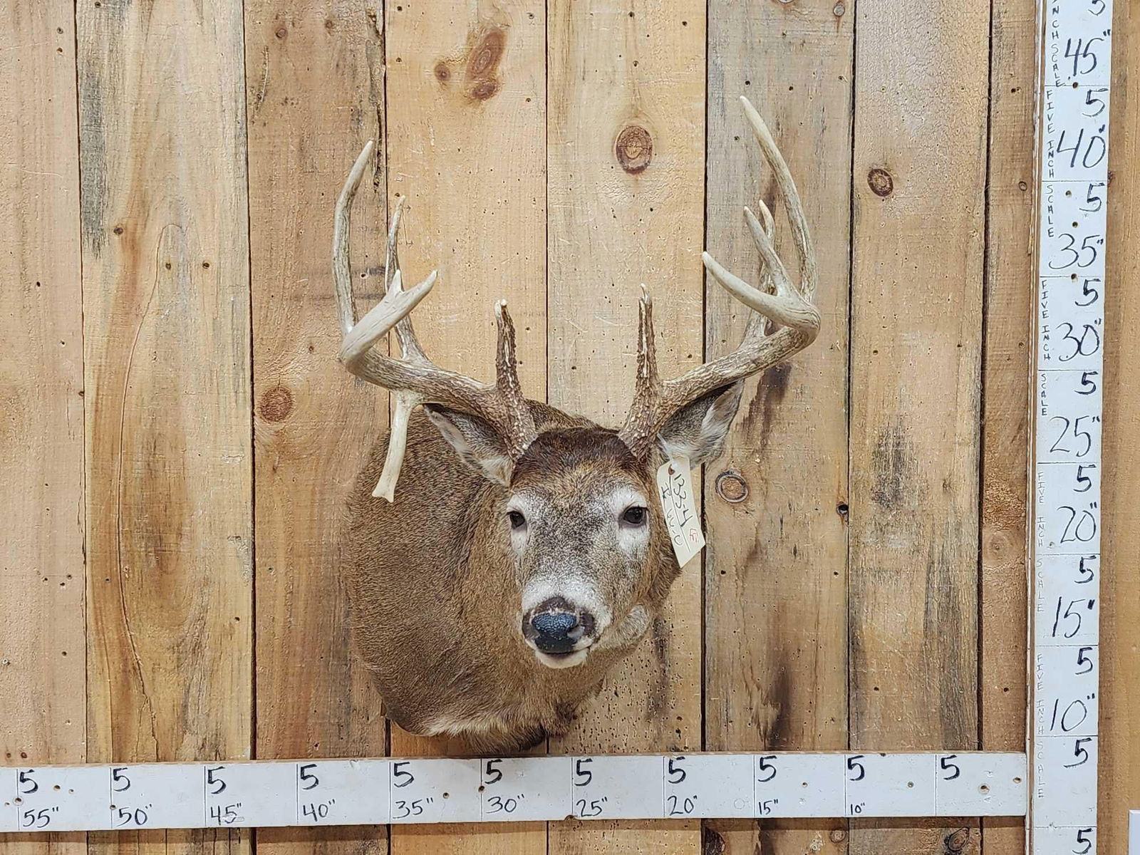 Main Frame 5x5 Whitetail Shoulder Mount Taxidermy (1 of 7)