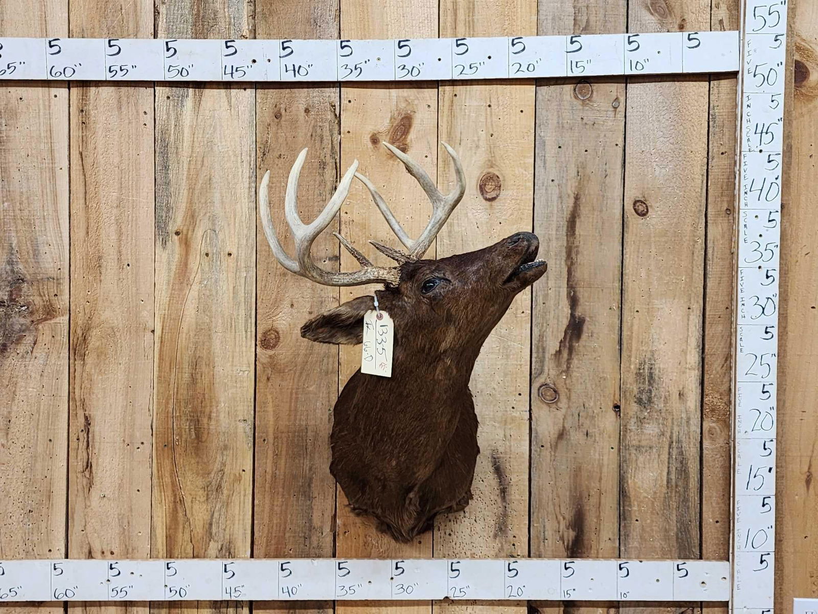 Rare Melanistic Whitetail Shoulder Mount Taxidermy: 133.5 Hard to come by 4x4 antlers
