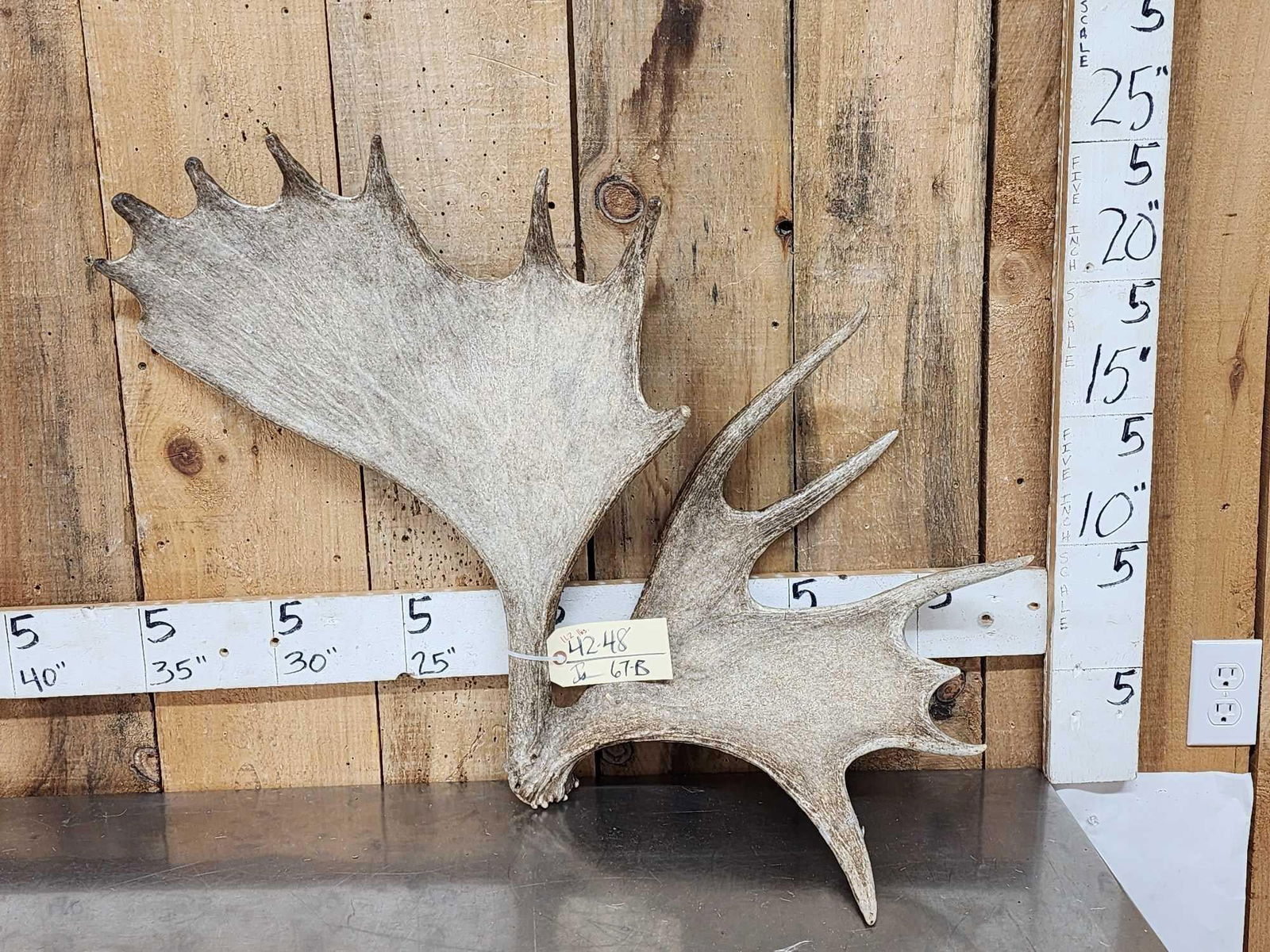 Cool Double Main Beam Moose Shed Antler (1 of 5)