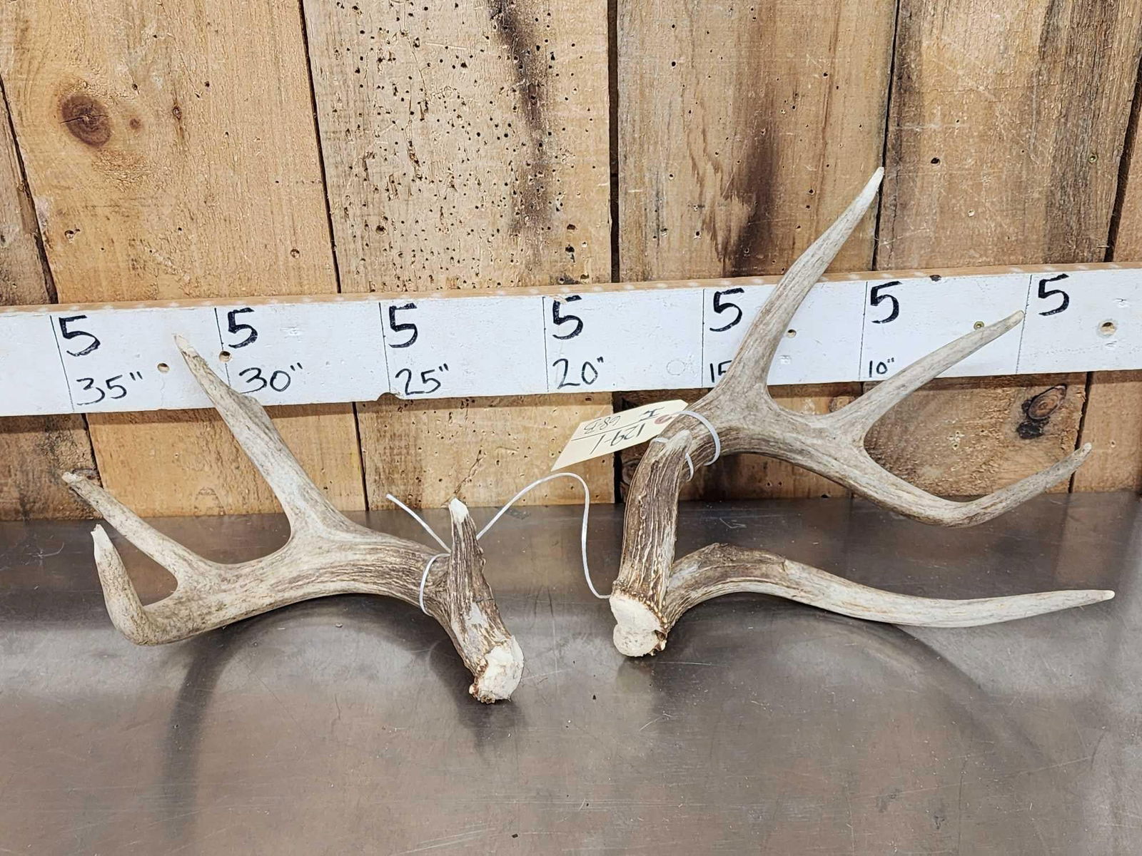 Main Frame 4x4 Wild Iowa Whitetail Shed Antlers: 129.1 Great color left side has huge double main beam some chews but a cool set