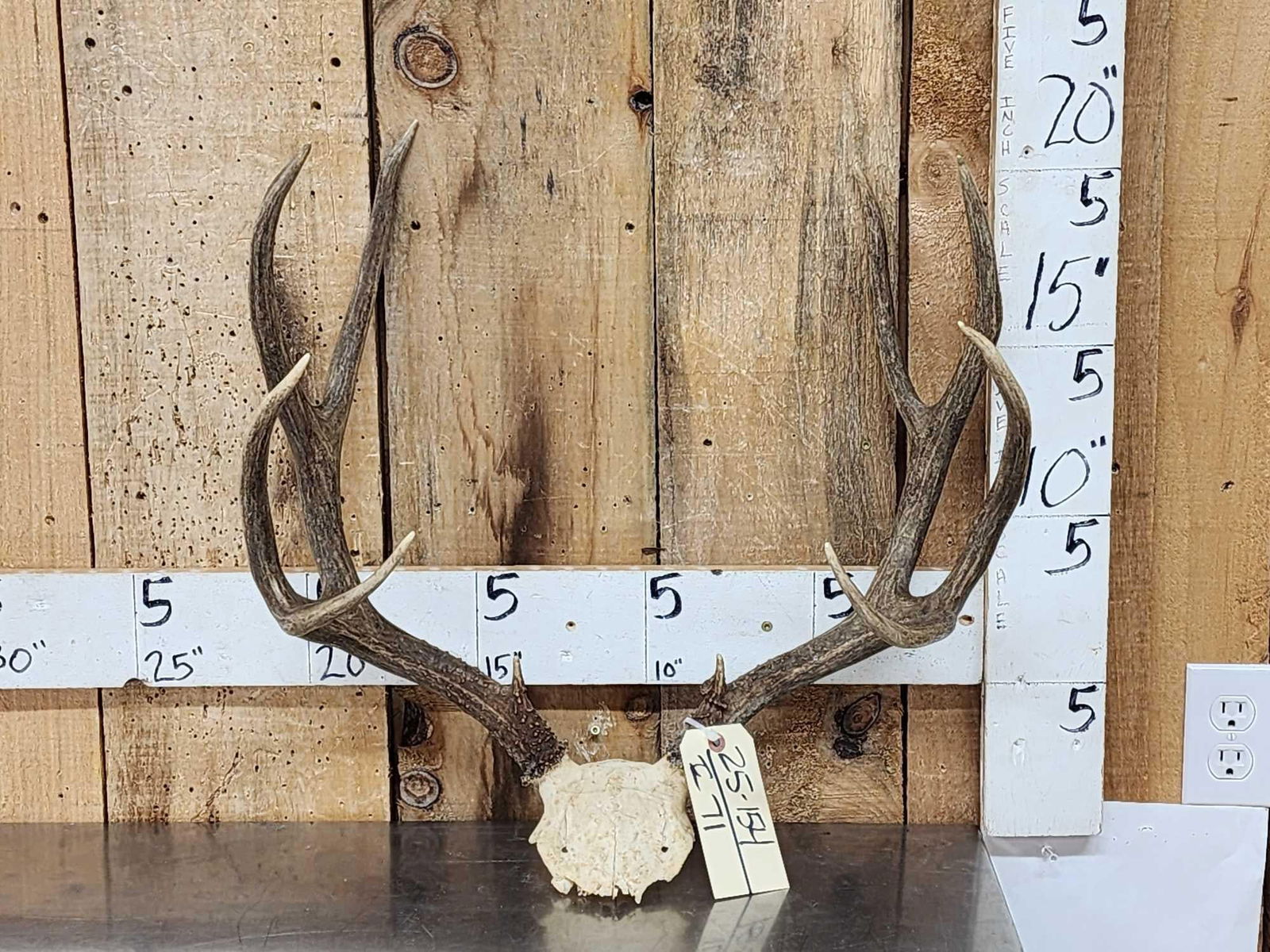 5x5 Mule Deer Antlers On Skull Plate: 25.154 Great color