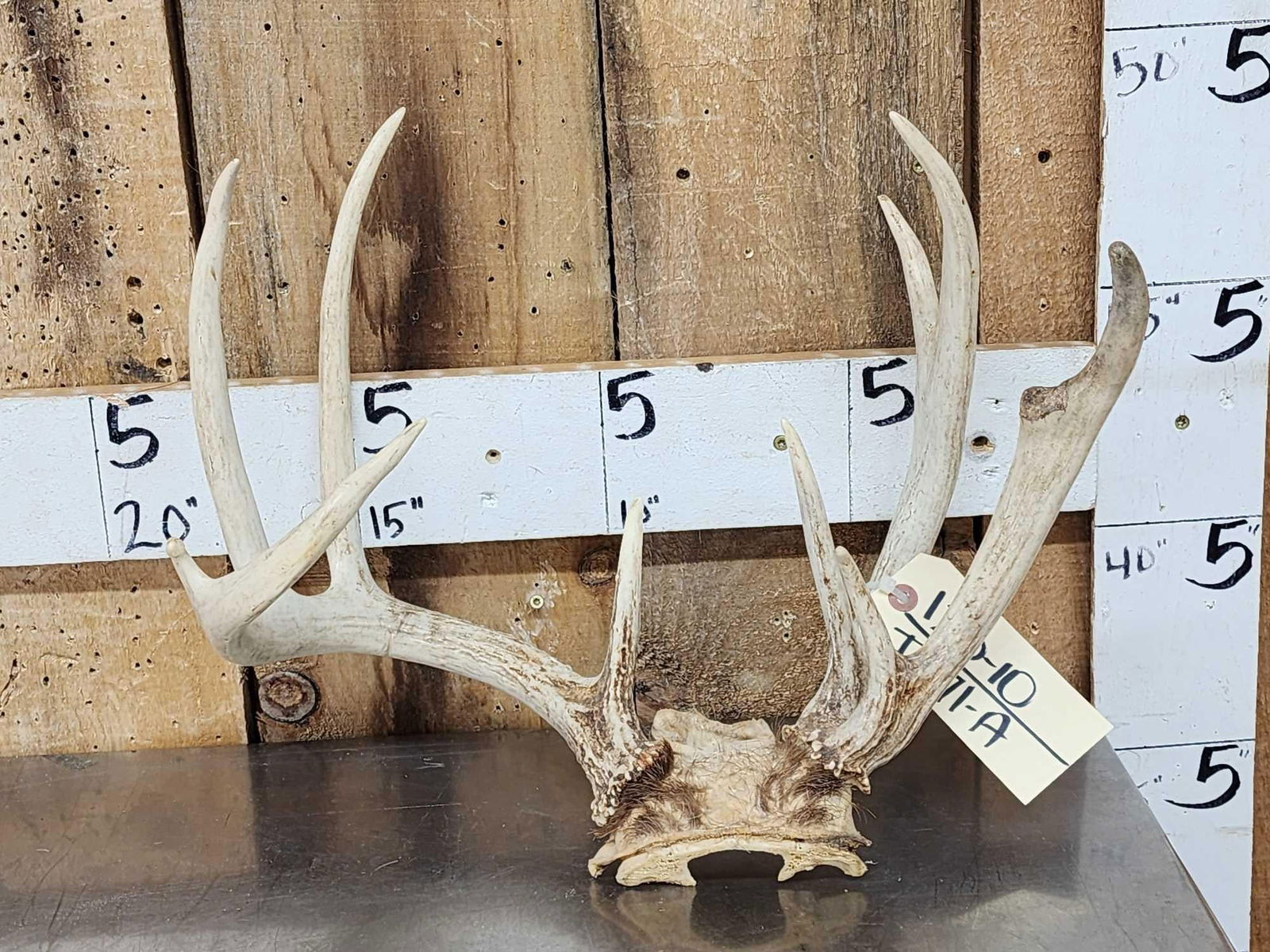 Double Main Beam Whitetail Antlers On Skull Plate (1 of 4)