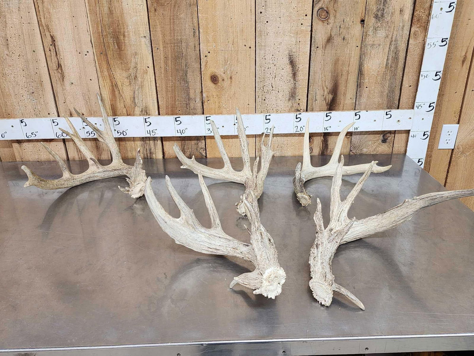 14.4 Lbs Of Whitetail Shed Antlers: 120.11 All bigger collector sheds 3 singles 1 set
