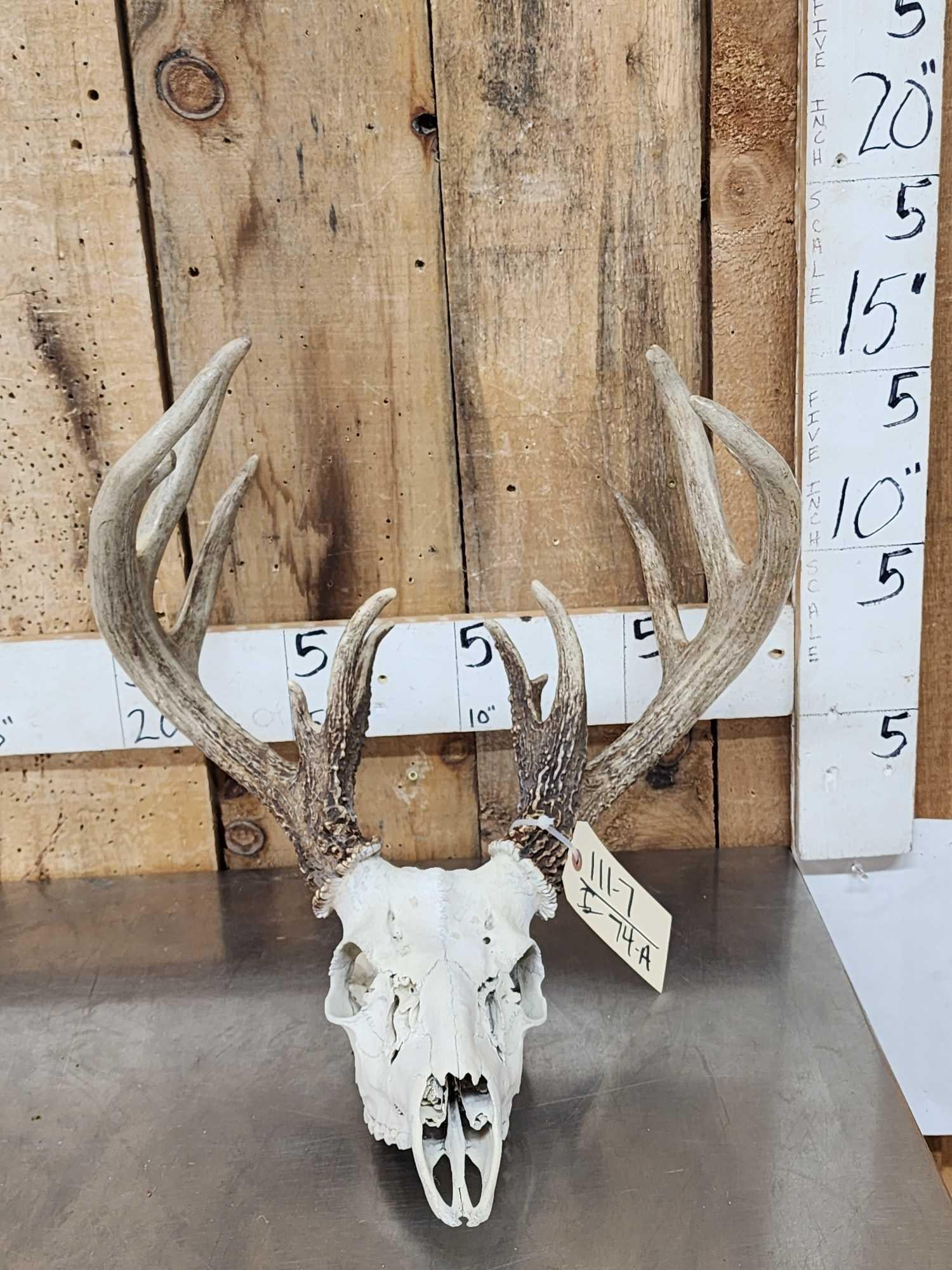 Main Frame 5x5 Wild Iowa Whitetail Antlers On Skull (1 of 6)