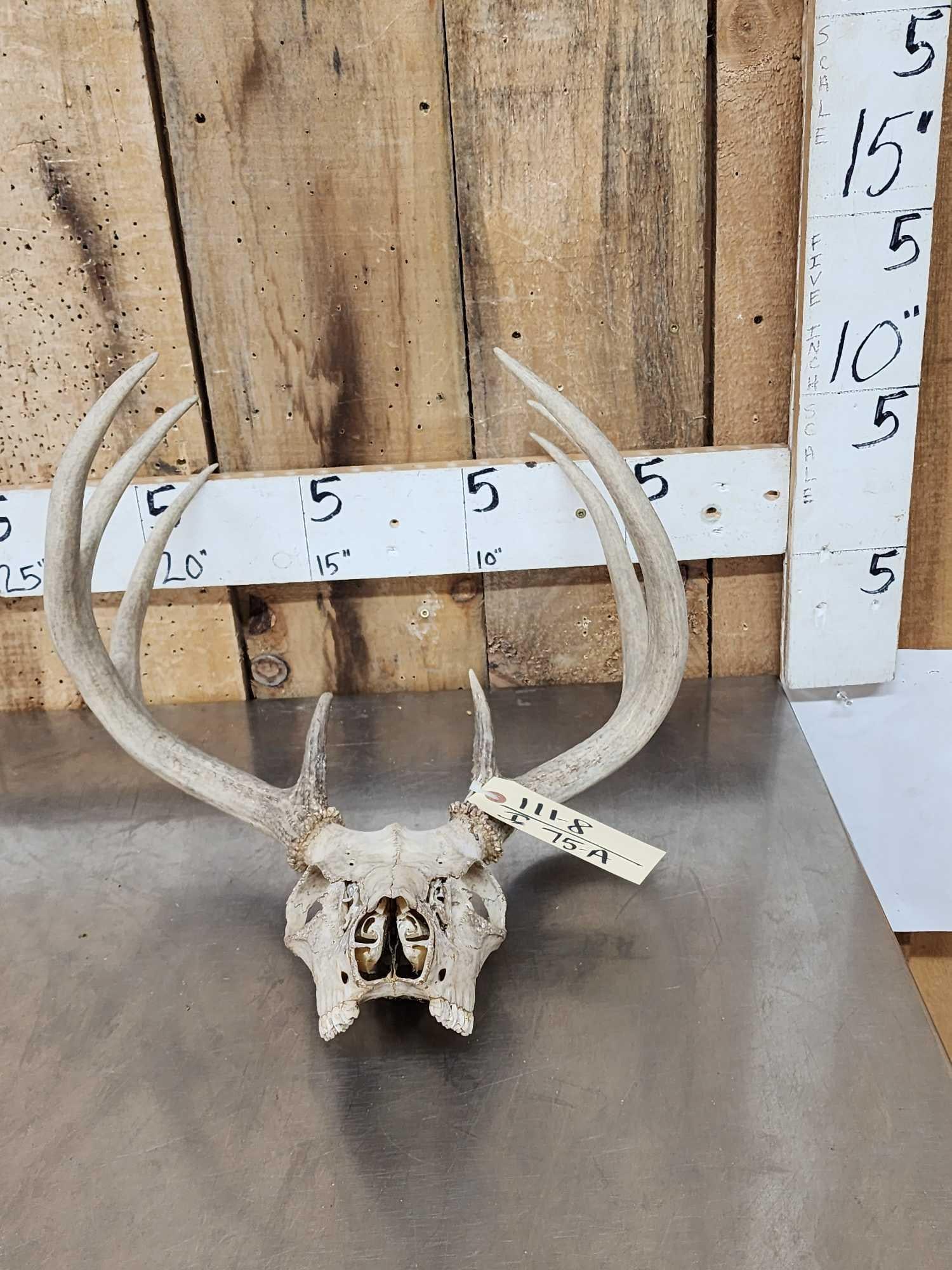4x4 Whitetail Antlers On Skull (1 of 3)