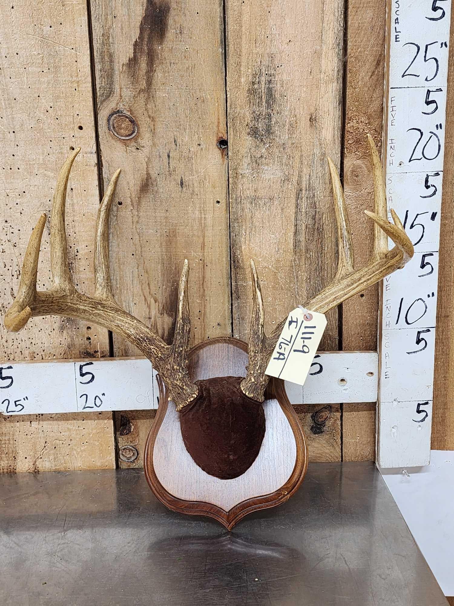 5x5 Whitetail Antlers On Plaque (1 of 3)