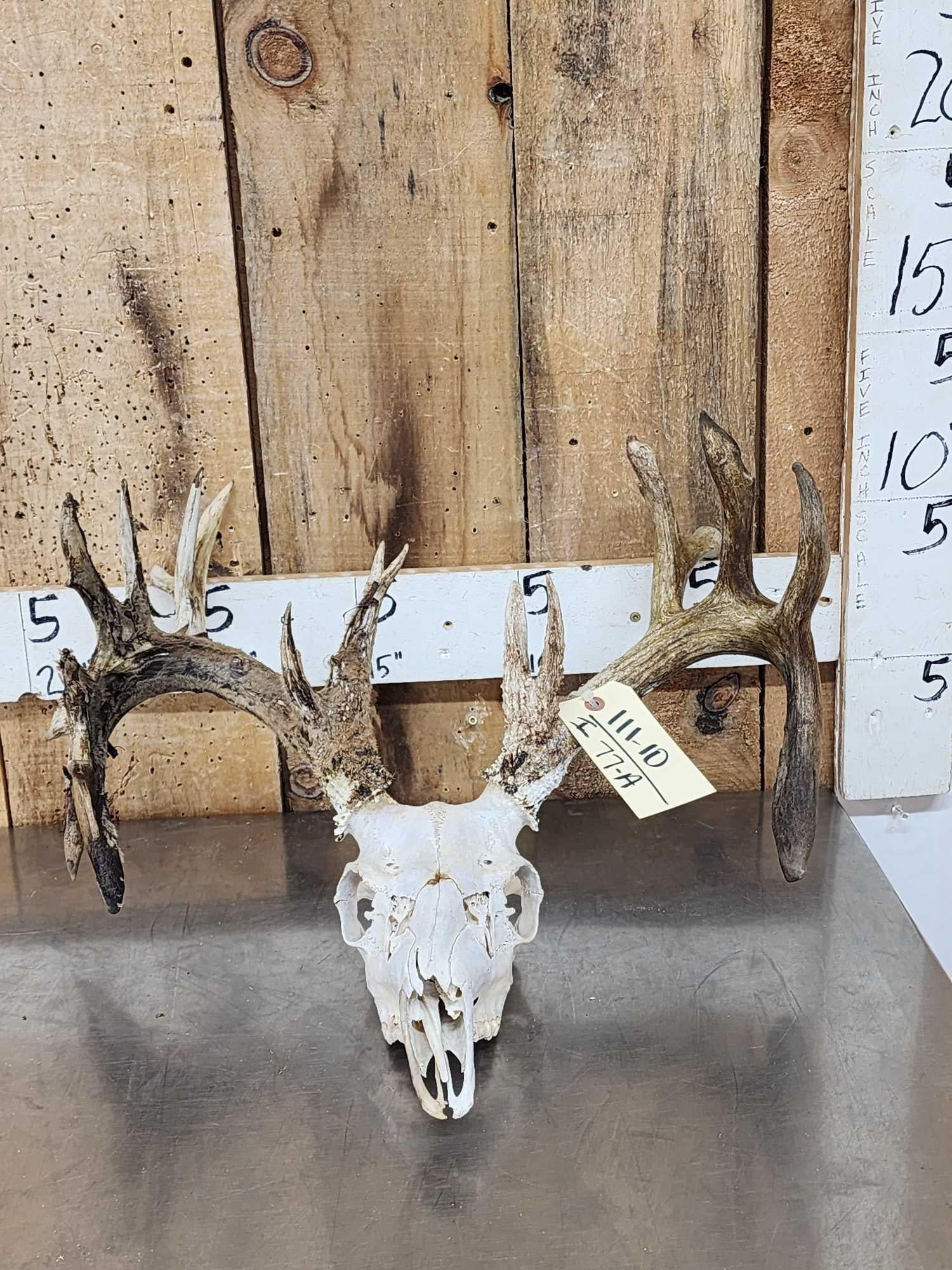 Freak 23 Point Nontypical Wild Iowa Whitetail Antlers On Skull (1 of 5)