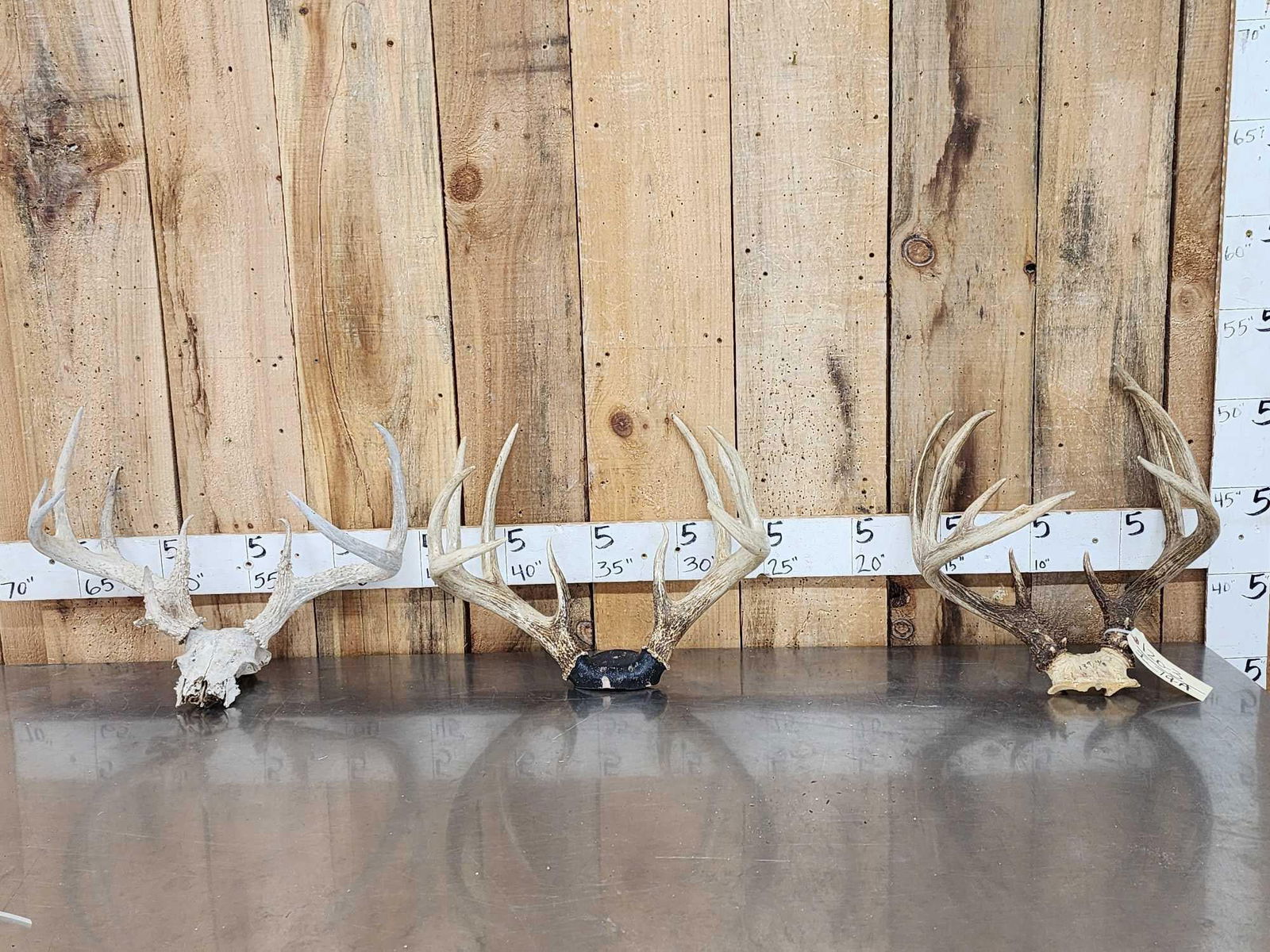 3 Sets Of Whitetail Antlers On Skull Plate: 120.3 Great for crafts or decor