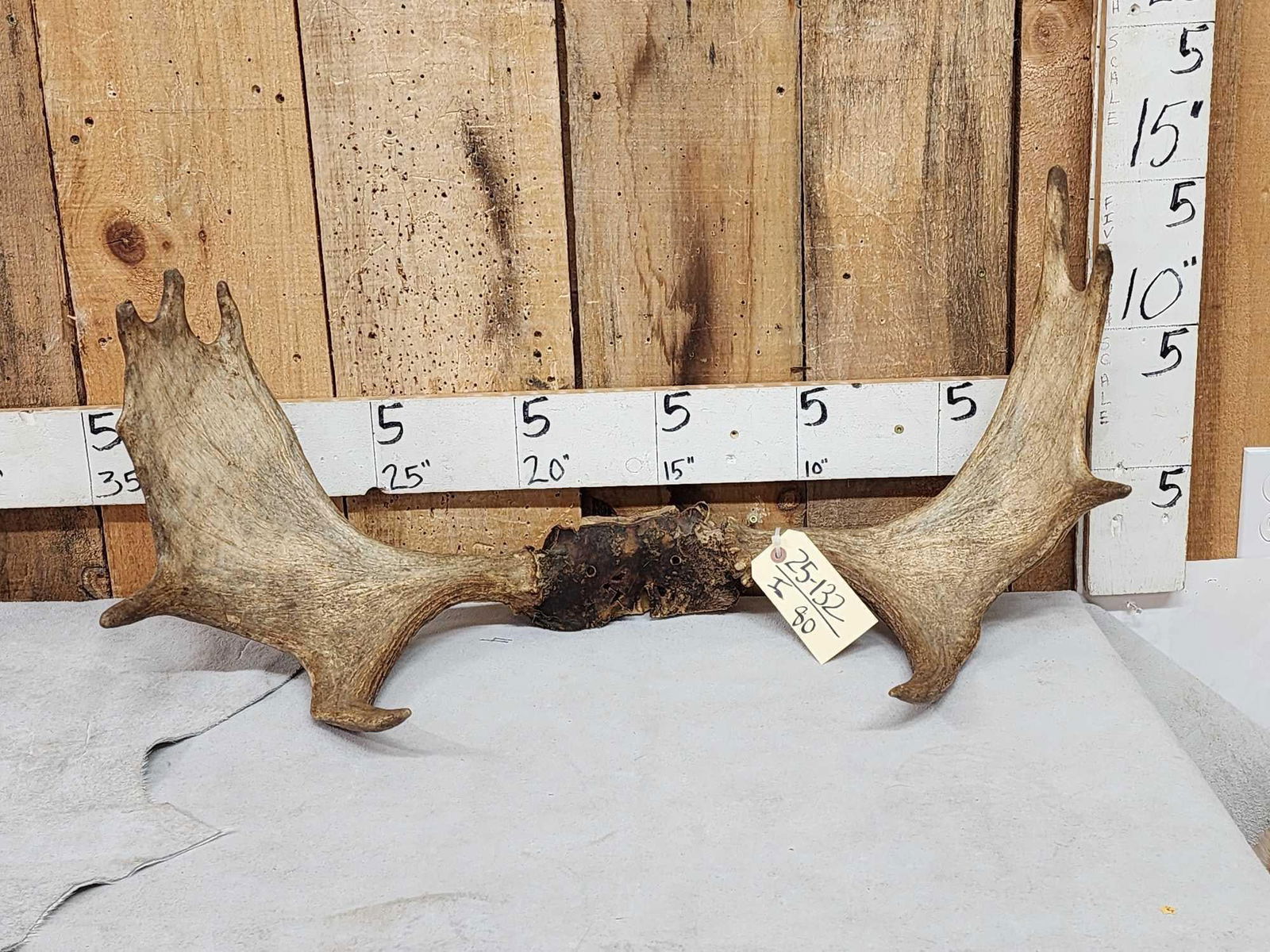 31" Wide Moose Antlers On Skull Plate (1 of 3)