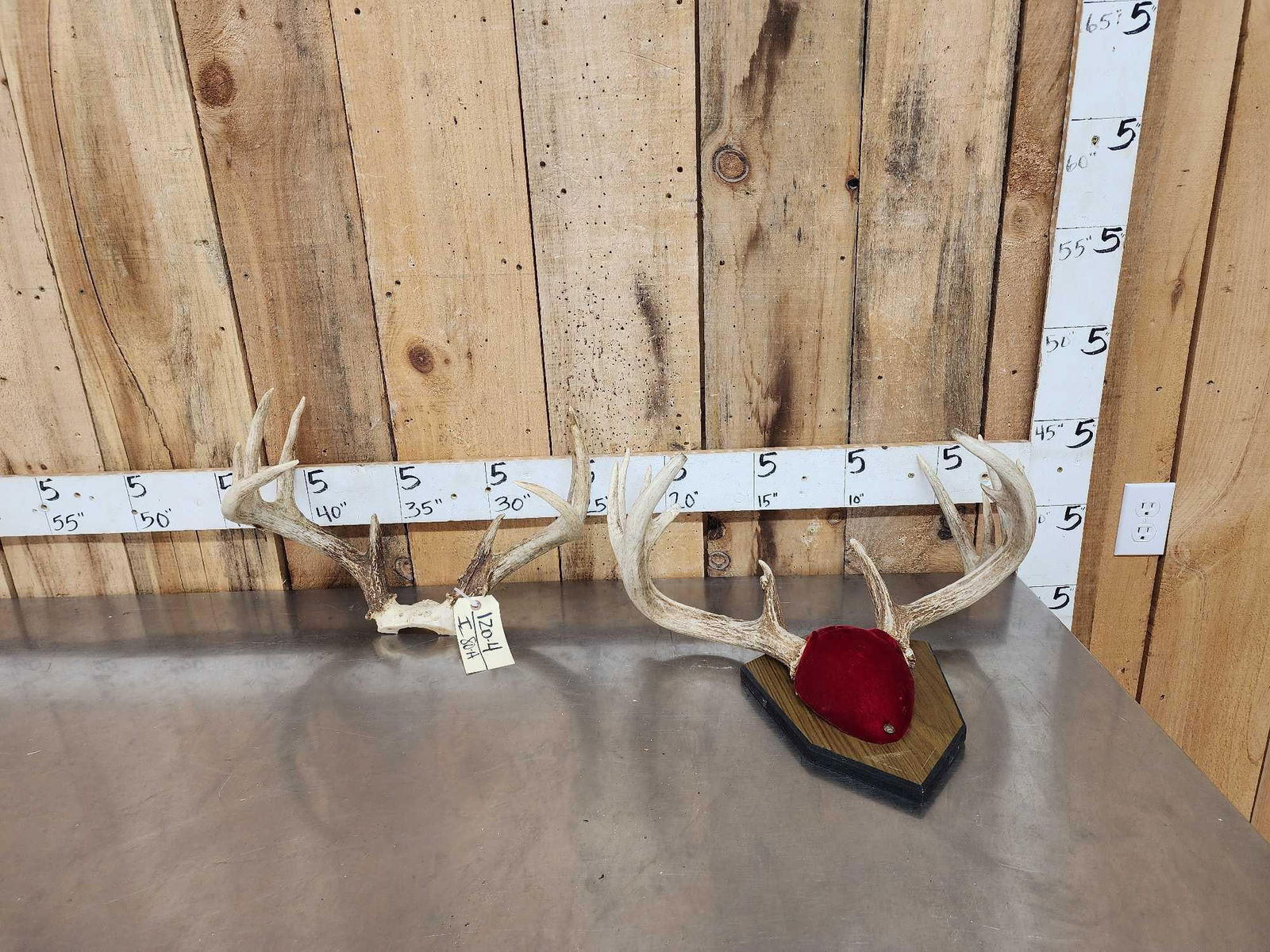 2 Sets Of Whitetail Antlers: 120.4 On Skull Plate plaque