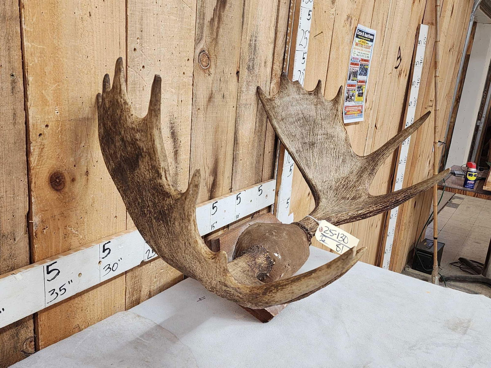 34" Wide Moose Antlers On Plaque (1 of 4)