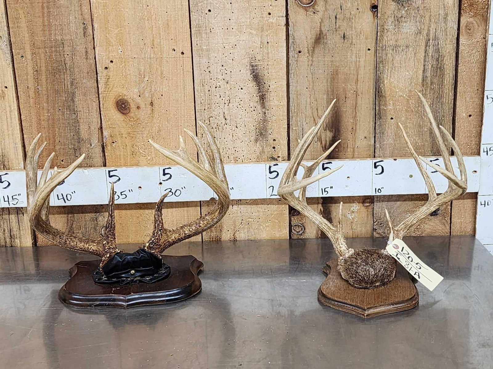 2 Sets Of Whitetail Antlers On Skull Plate: 120.5 Great for crafts or decor