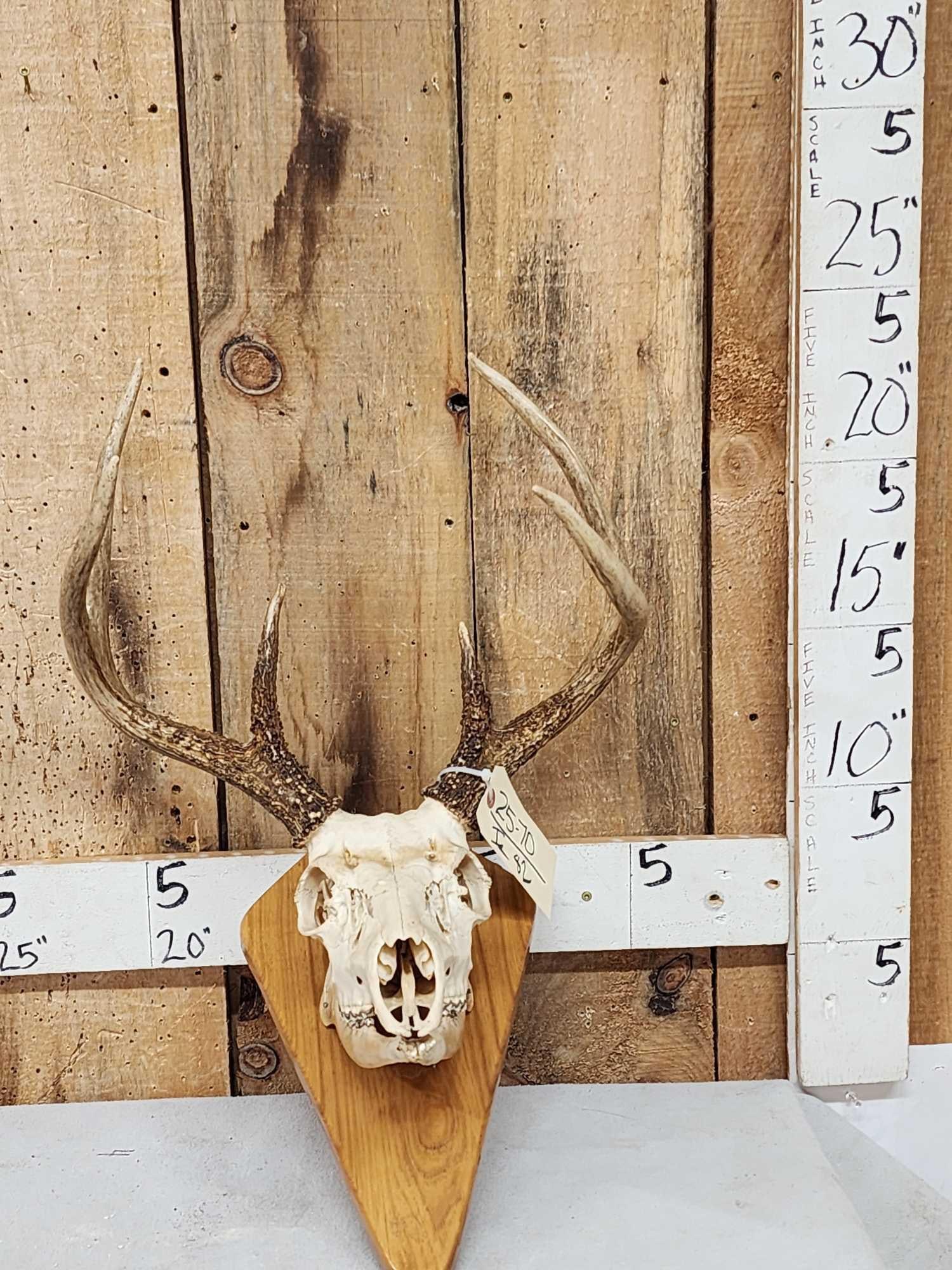 3x3 Whitetail Antlers On Full Skull: 25.70 Unique piece great color heavy beading