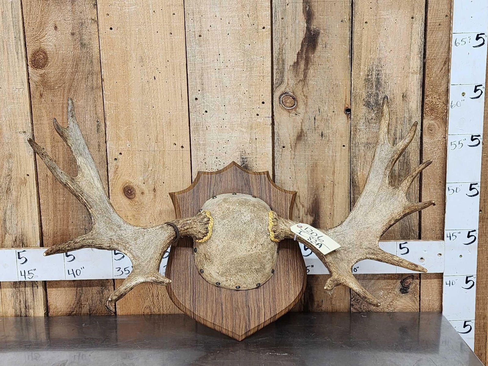 36" Wide Moose Antlers On Plaque (1 of 3)
