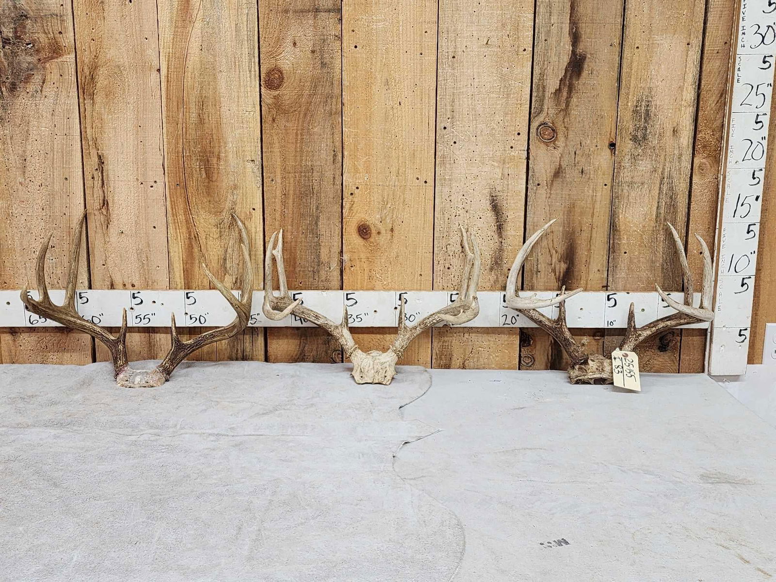 3 Sets Of Whitetail Antlers On Skull Plate: 25.155 Great for crafts or decor