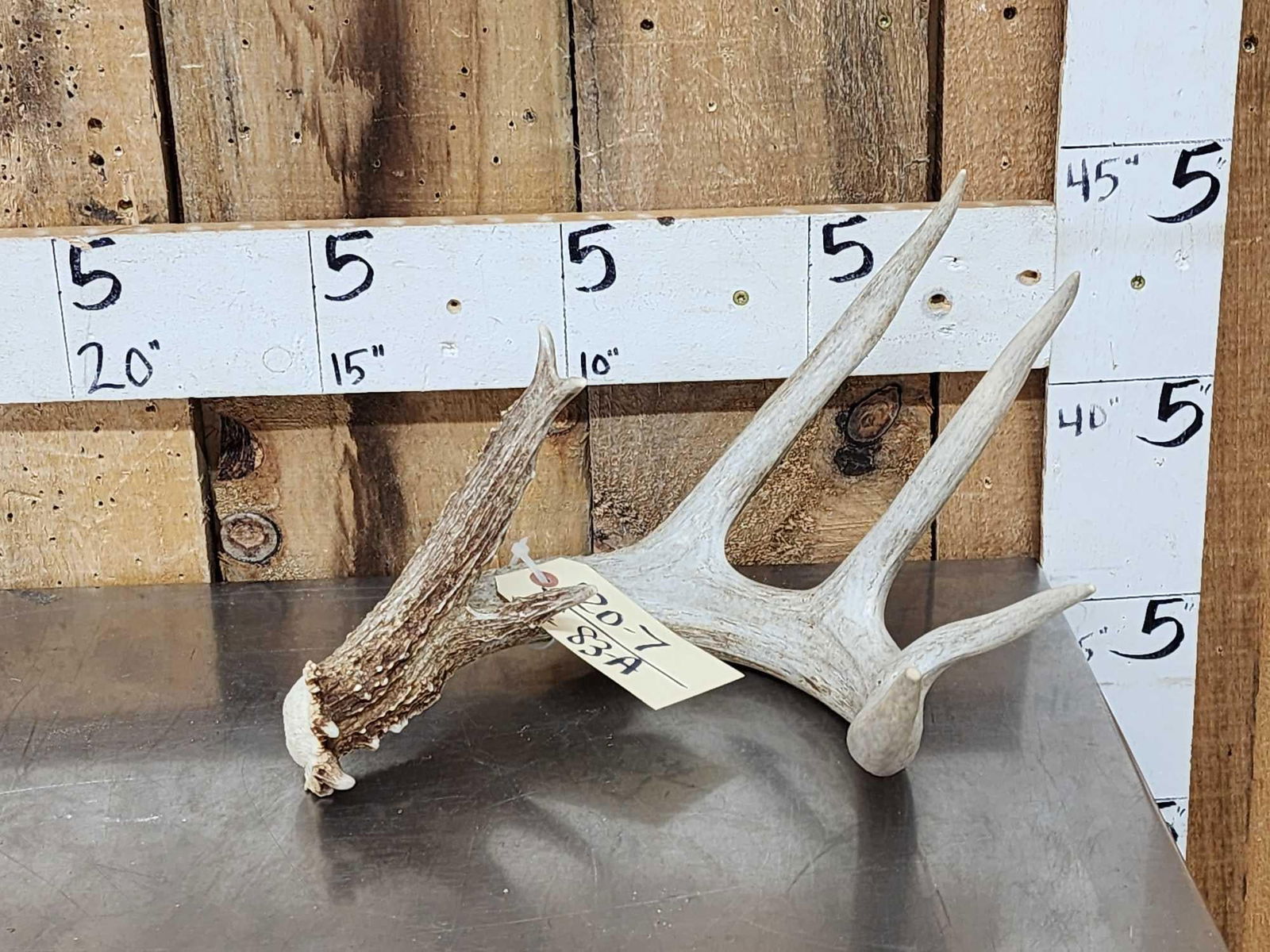 Mid 70 Class Wild Whitetail Shed Antler (1 of 4)
