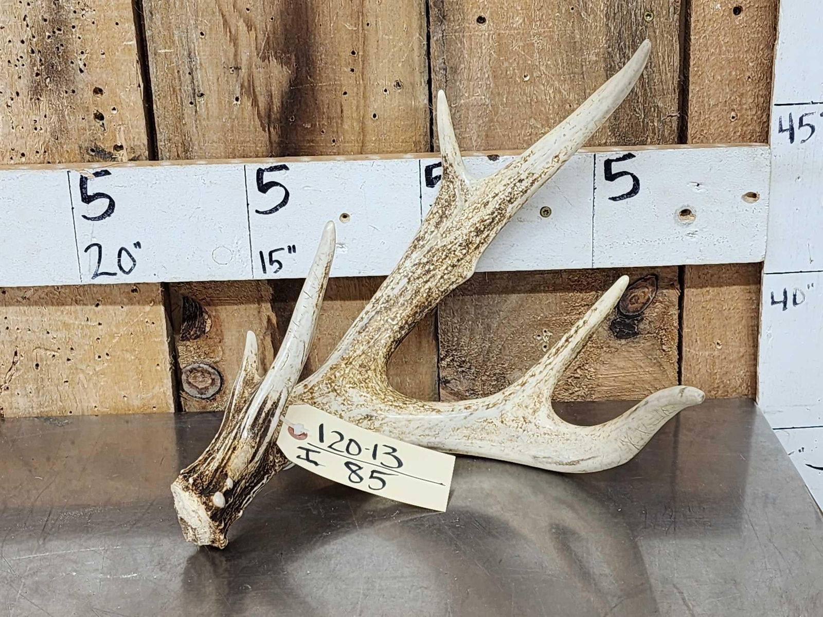 70" Wild Illinois Whitetail Shed Antler: 120.13 Cool piece great color 15" G2