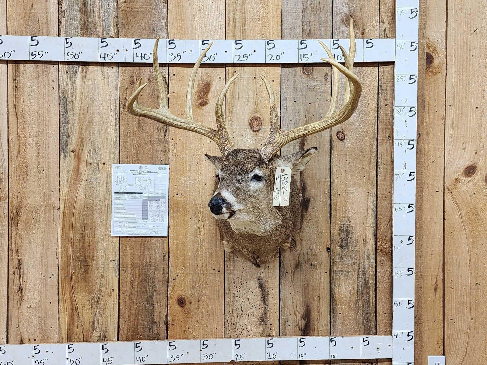 186 3/8" Net Typical Whitetail Shoulder Mount Taxidermy: 183.2 Wild Northern Missouri Southern Iowa Deer BIG 5X5 tall tines long beams Solid mount