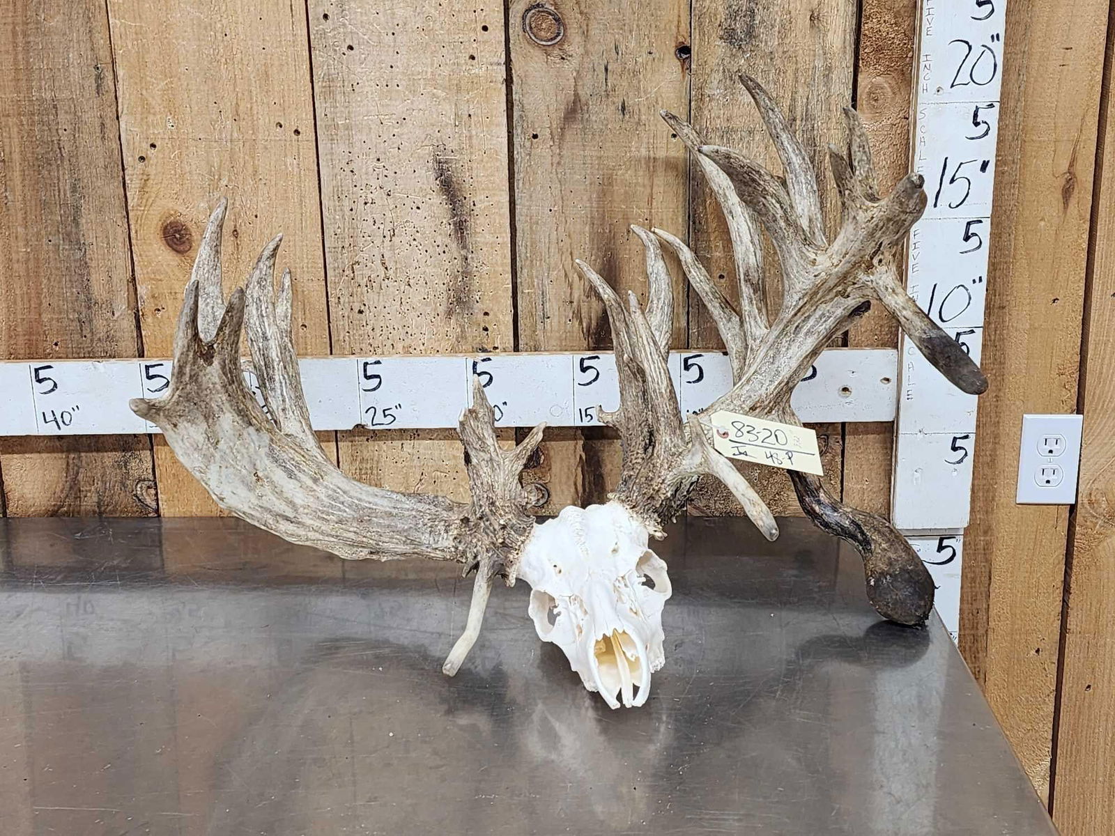 MONSTER 322" Whitetail Antlers On Skull: 83.20 HEAVY mass throughout 4 droptines crazy brows great color preserve deer weight 13.8 Lbs