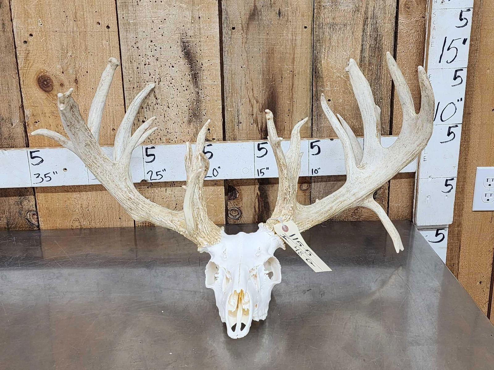 High 200 Class Whitetail Antlers On Skull (1 of 6)