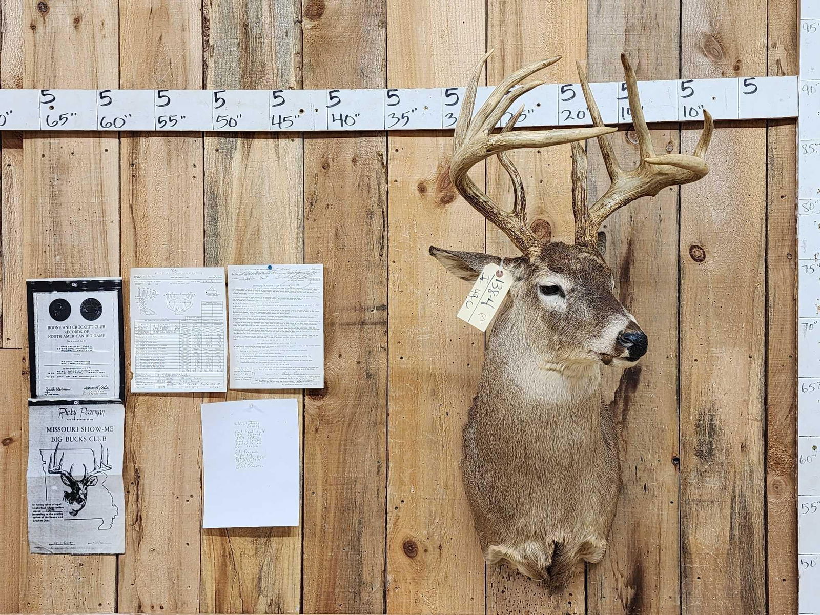180 1/8" Wild Missouri Whitetail Shoulder Mount Taxidermy: 138.4 Officially scored in the all time BC record book 180 1/8" Net Typical with provenance