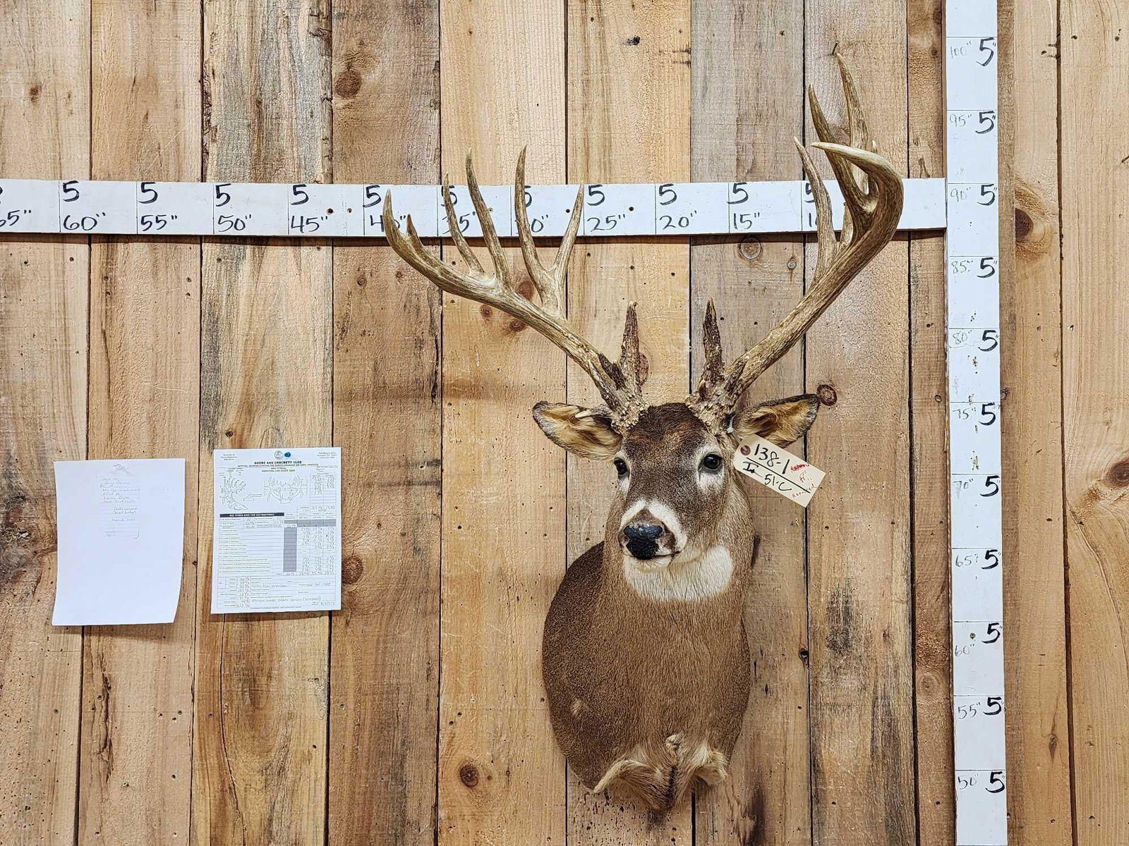 215 5/8" Whitetail Shoulder Mount Taxidermy (1 of 14)