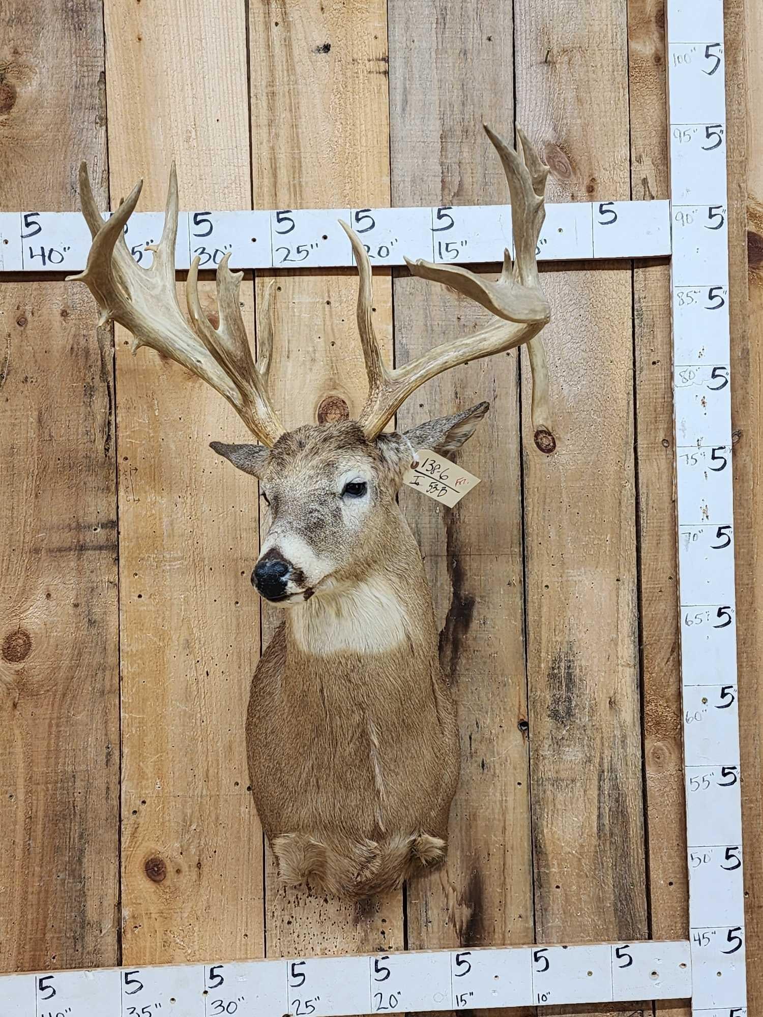 184 6/8" Wild Missouri Deer Shoulder Mount Taxidermy: 138.6 Cool mount with droptine Gross 202 6/8" net 184 6/8"