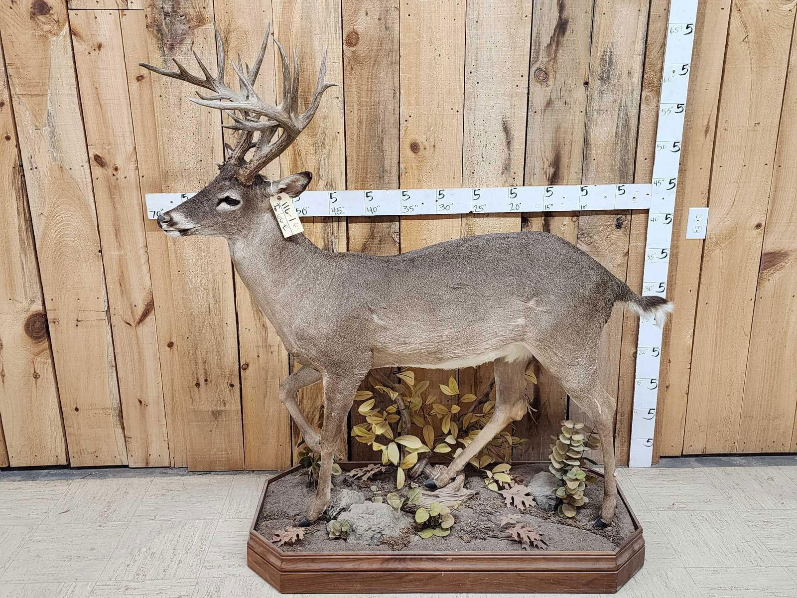 Texas Whitetail Nontypical Full Body Taxidermy Mount: 116.1 Solid mount good antler color on roll around habitat base slight repair on one tine