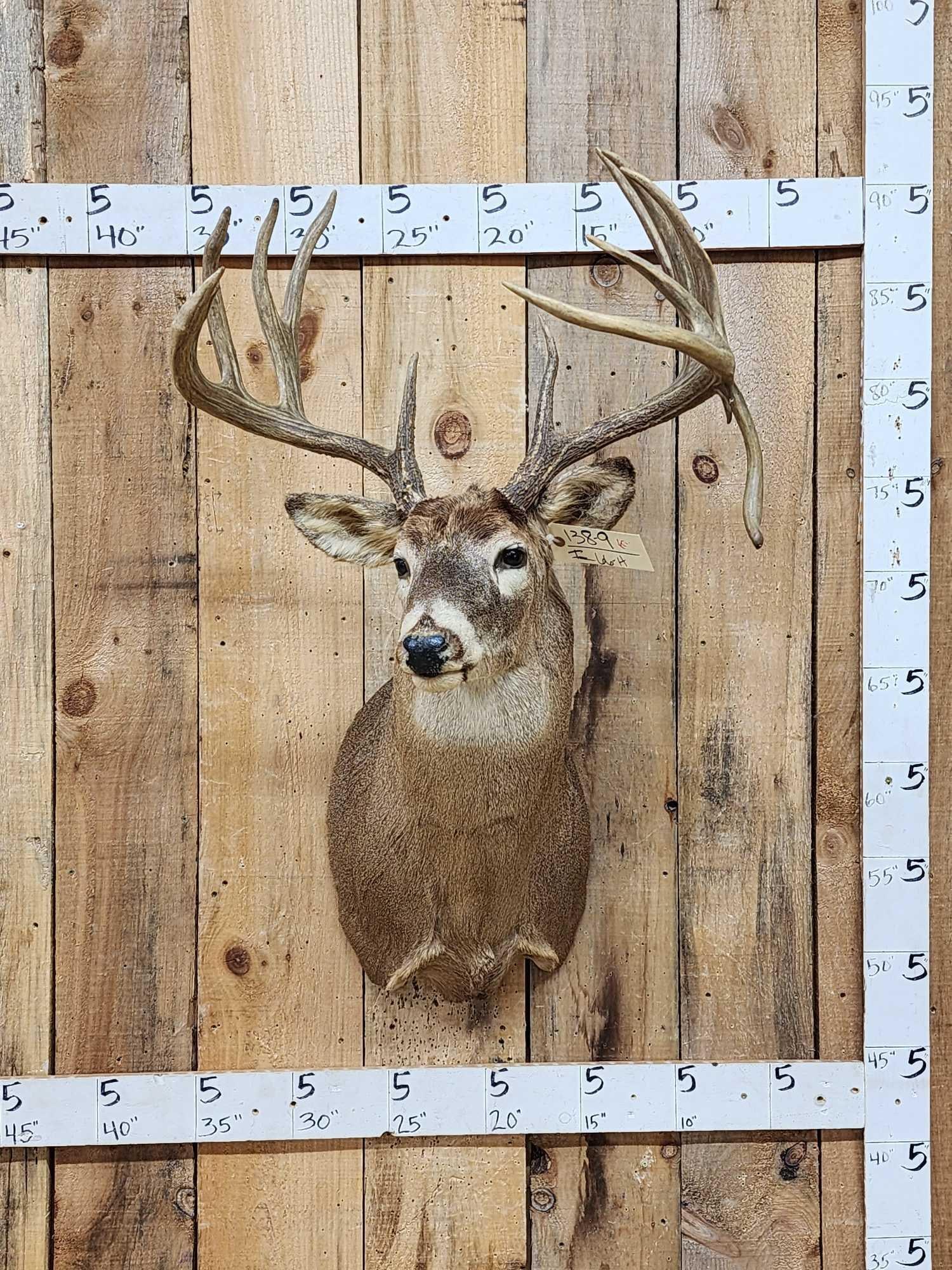 Main Frame 5x5 Whitetail Shoulder Mount Taxidermy: 183.9 Big deer split g2s repaired droptine 22" inside spread
