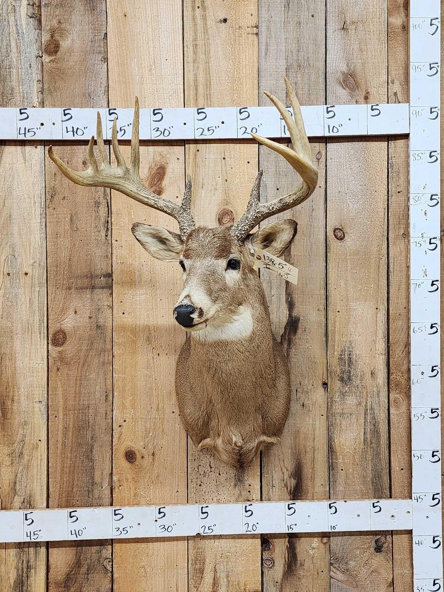 4x5 Whitetail Shoulder Mount Taxidermy: 138.5 Heavy beading Solid mount